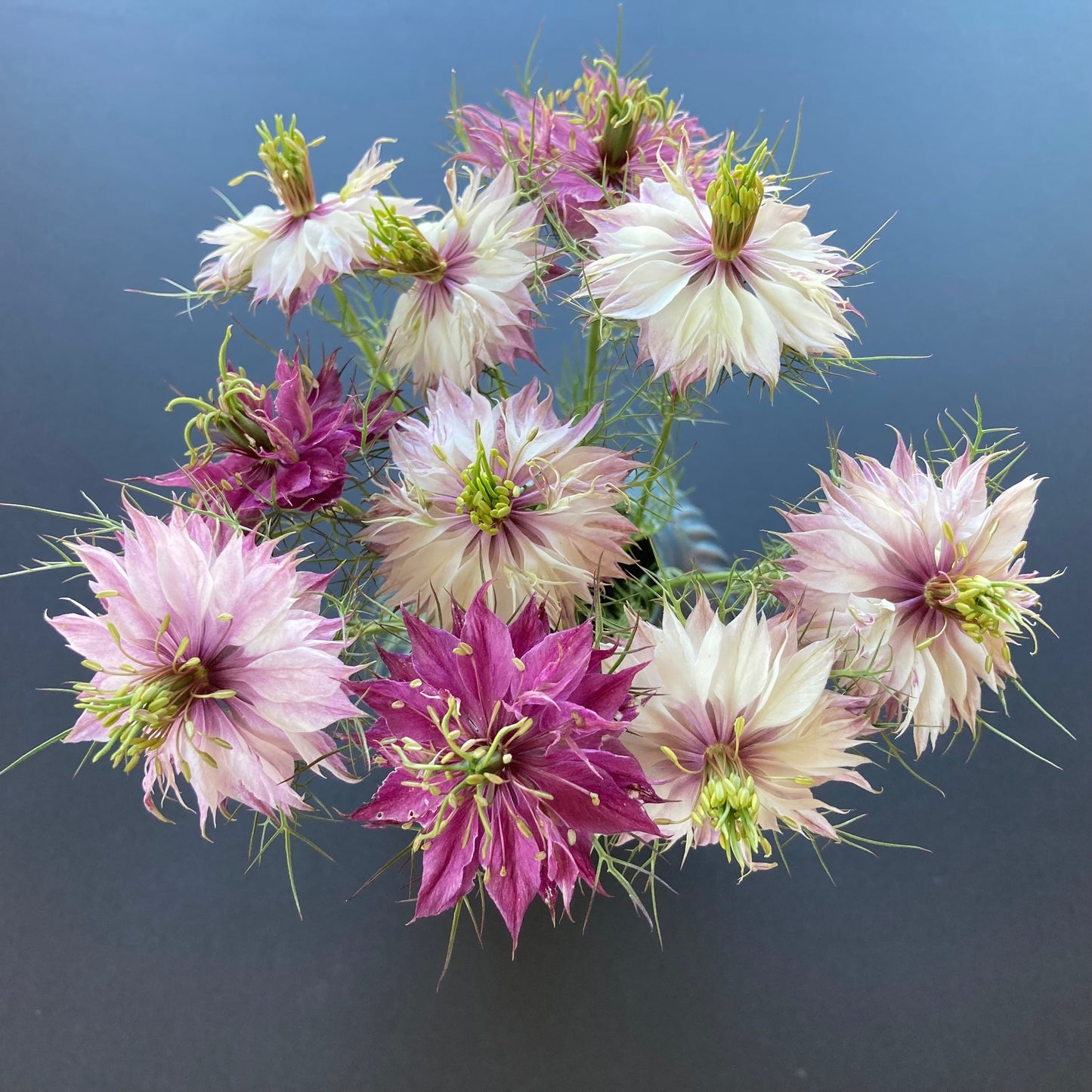Nigella - Miss Jekyll Rose