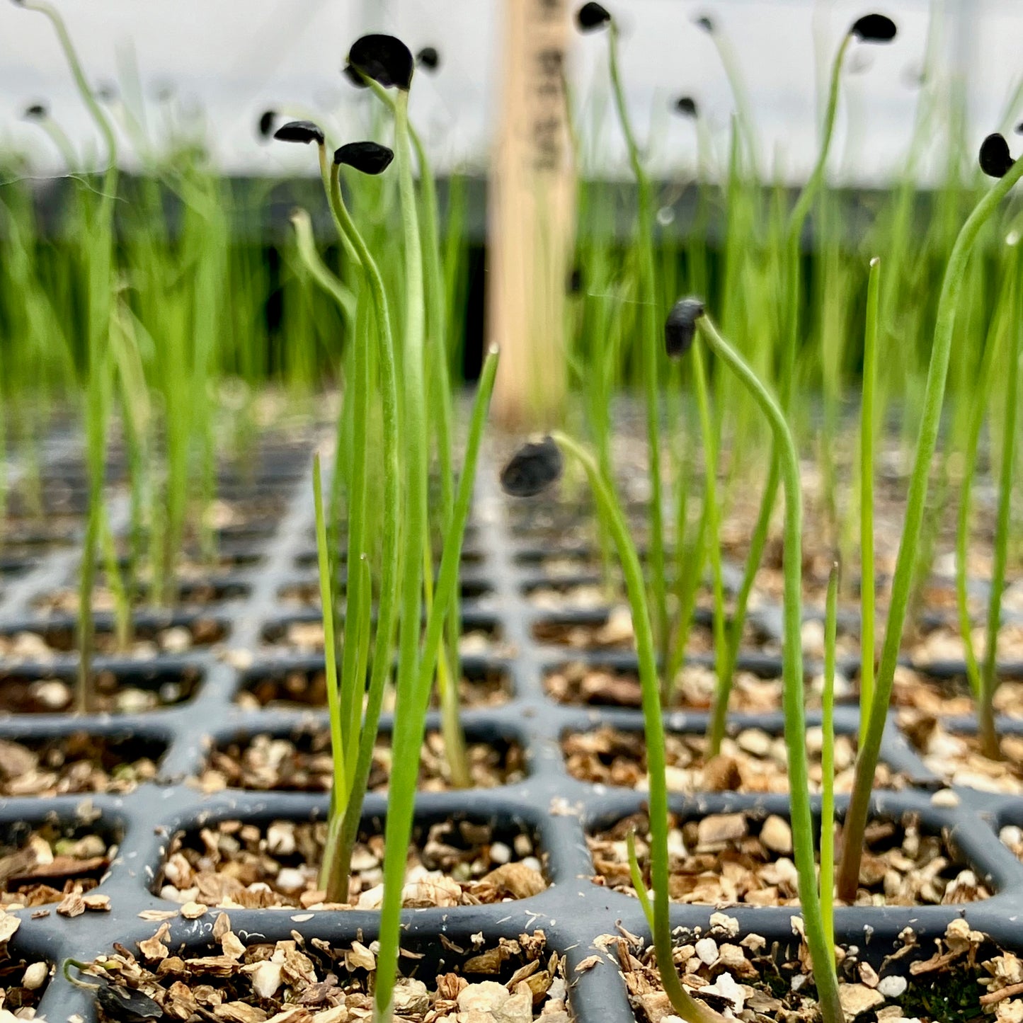 Onion ⁃ Organic Seed - Ailsa Craig