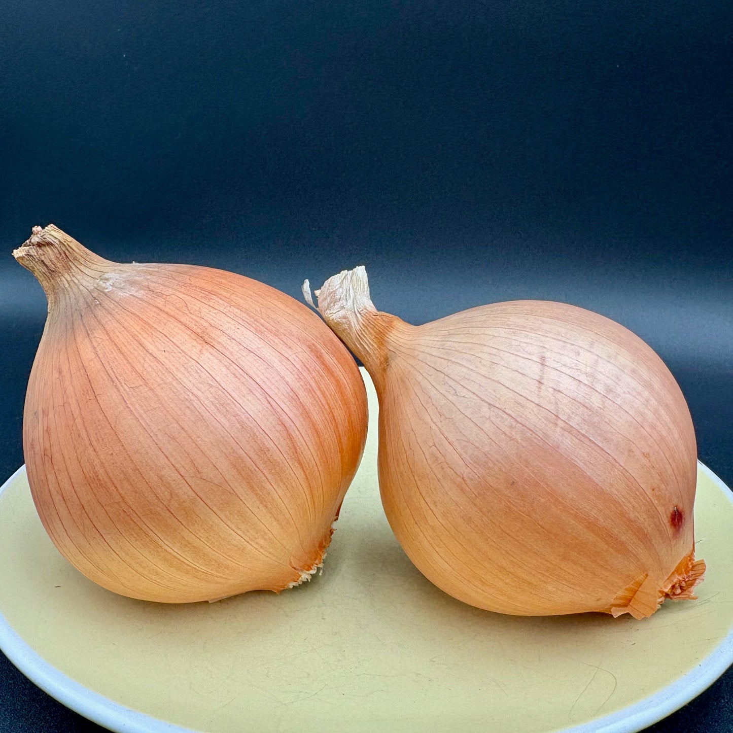 Onion - Ailsa Craig
