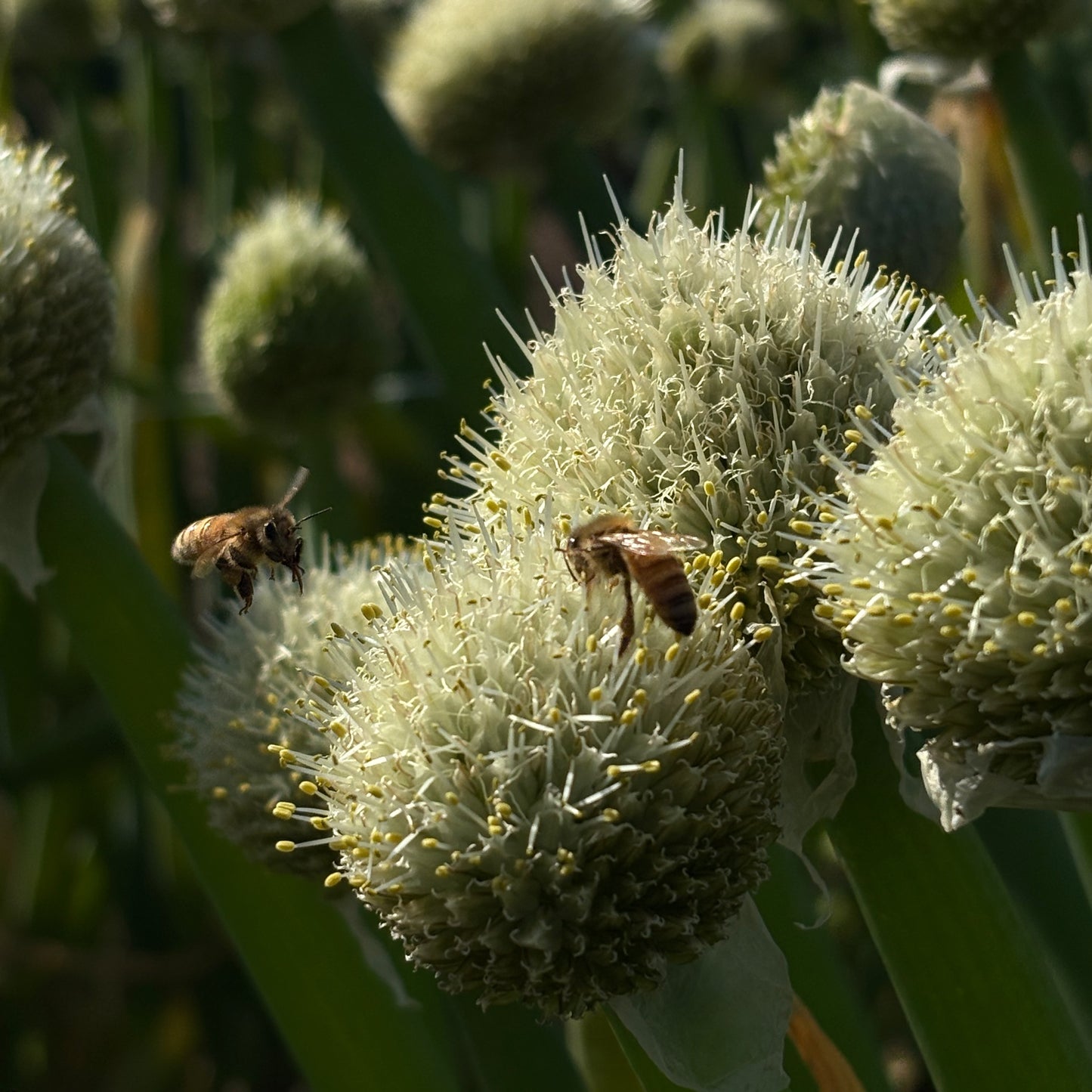 Onion ⁃ Organic Seed - Red Welsh Bunching