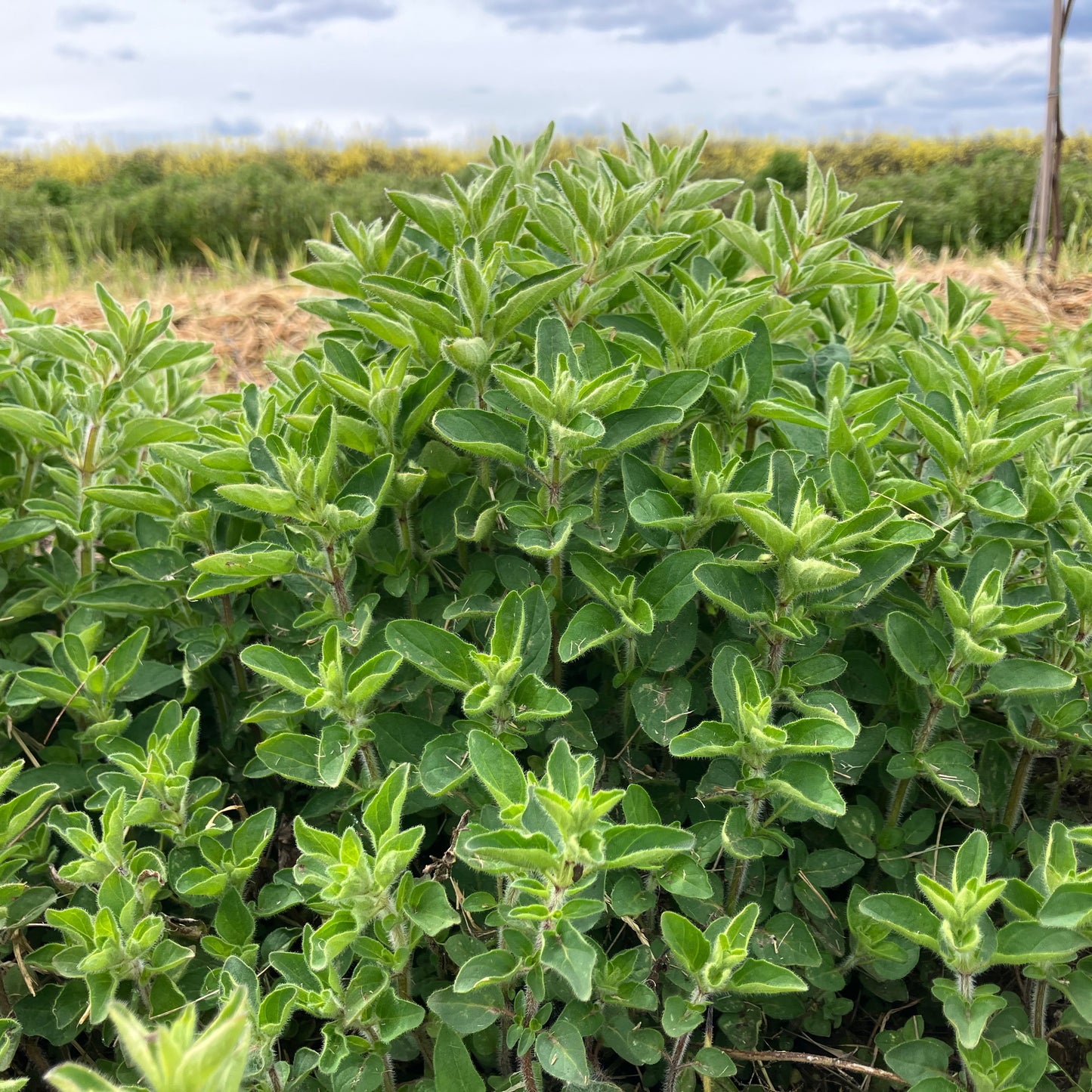 Oregano - Greek