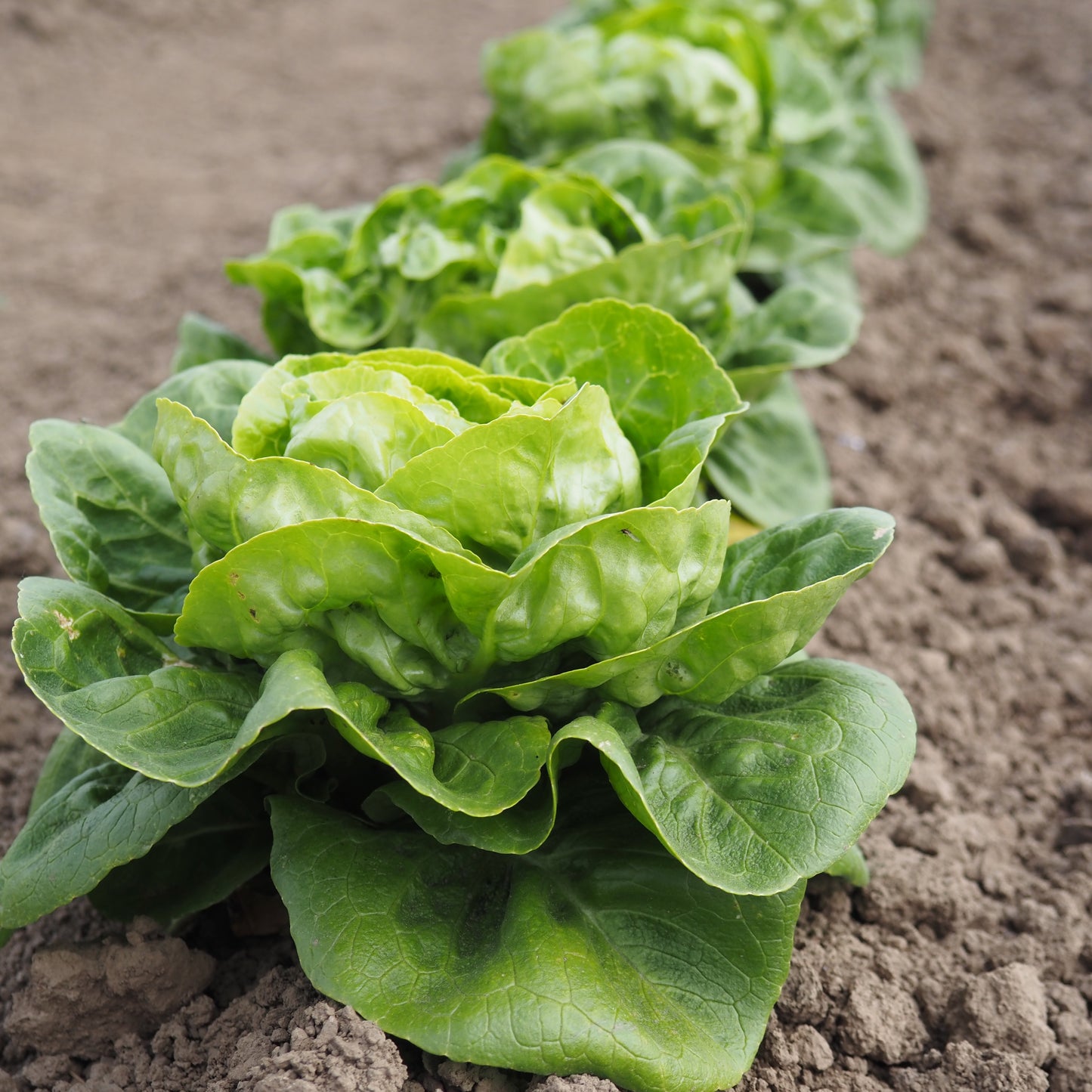 Lettuce ⁃ Organic Seed - Little Gem
