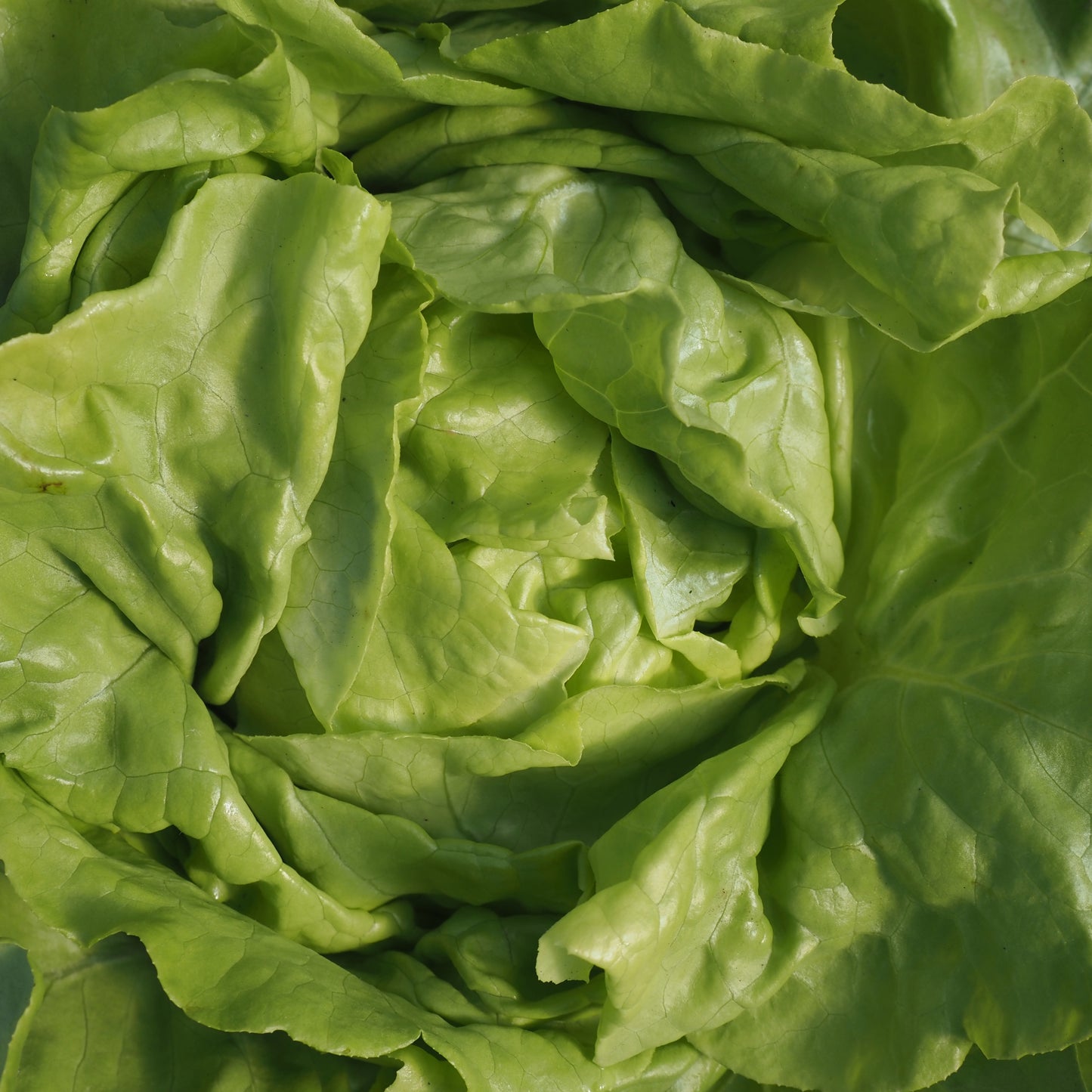 Lettuce ⁃ Organic Seed - Capitan