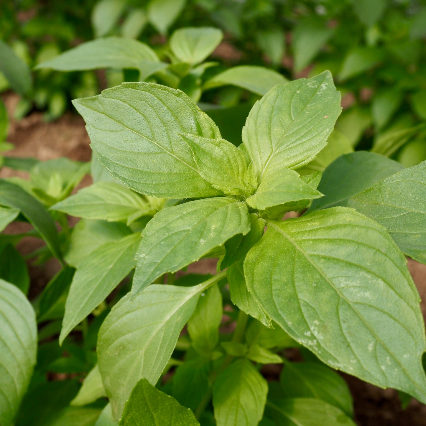 Easy Vegetables Gift Box