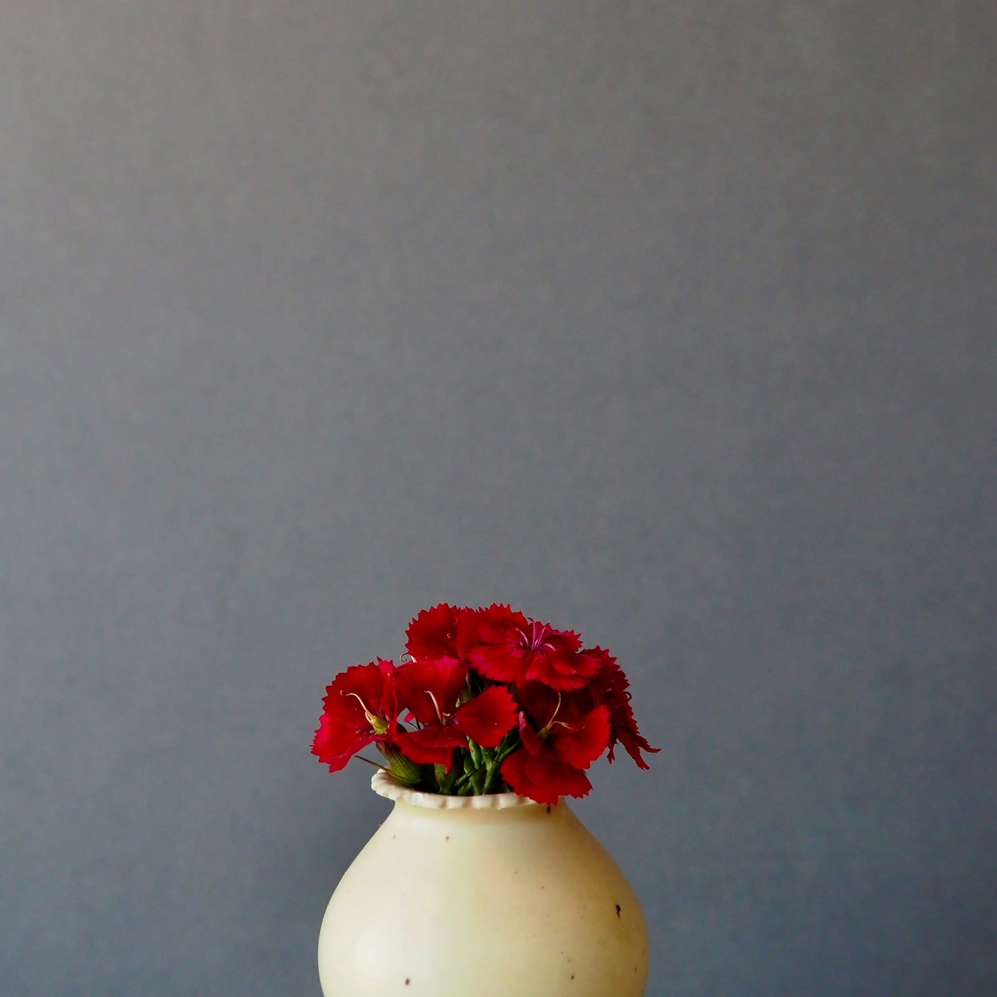 Dianthus ⁃ Organic Seed - Barcelona Red