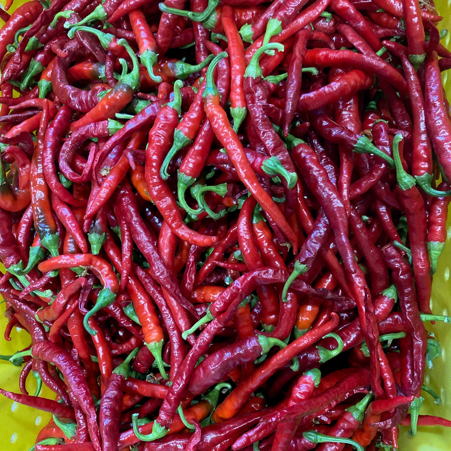 Pepper - Cayenne Long Thin
