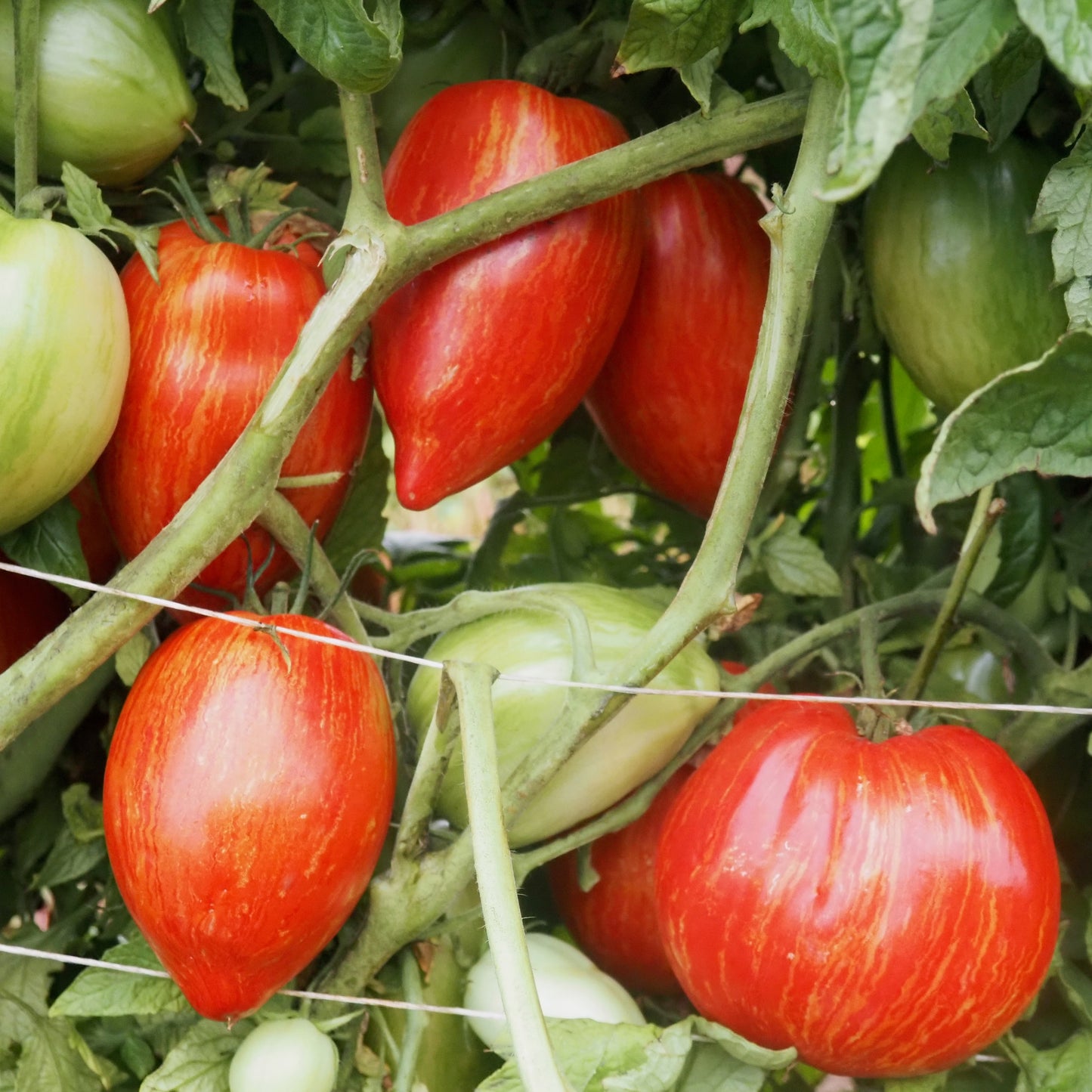 Tomato - Prairie Fire