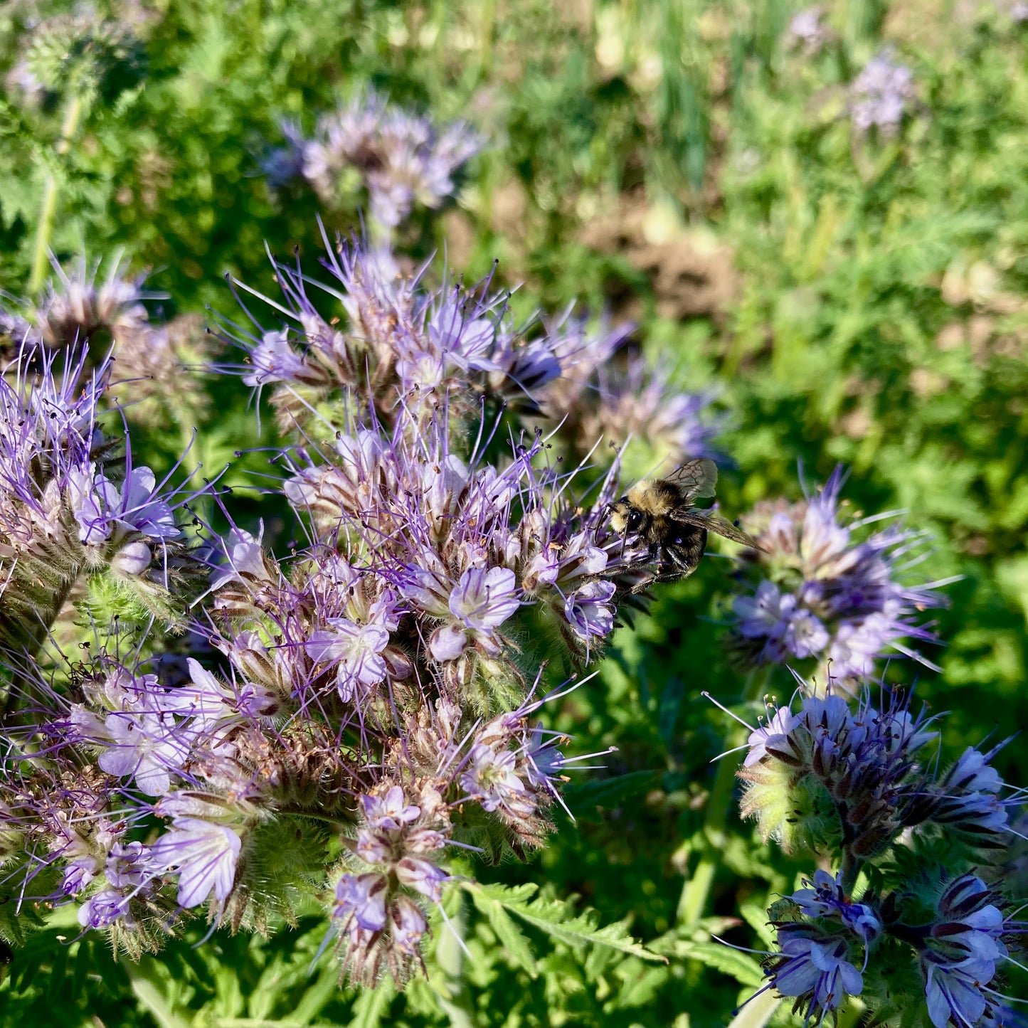 Phacelia - Phacelia