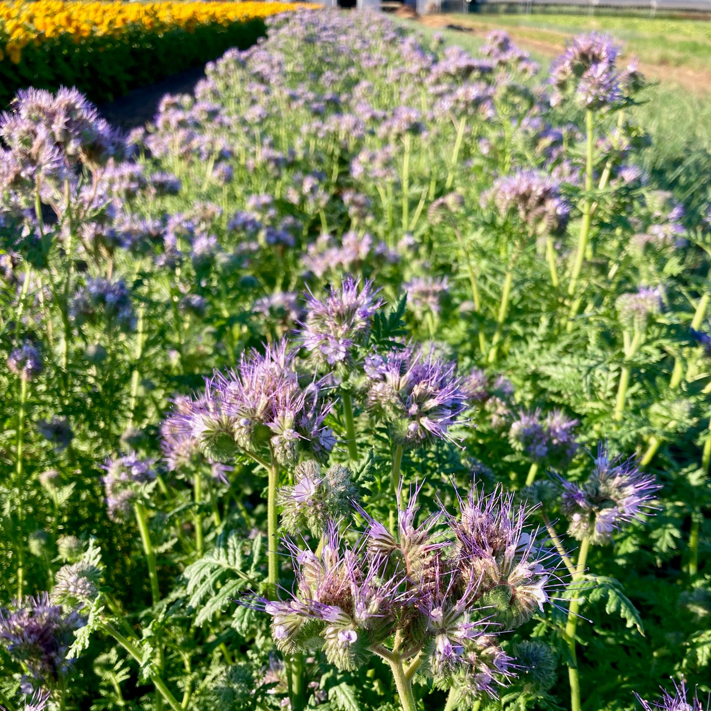 Phacelia - Phacelia