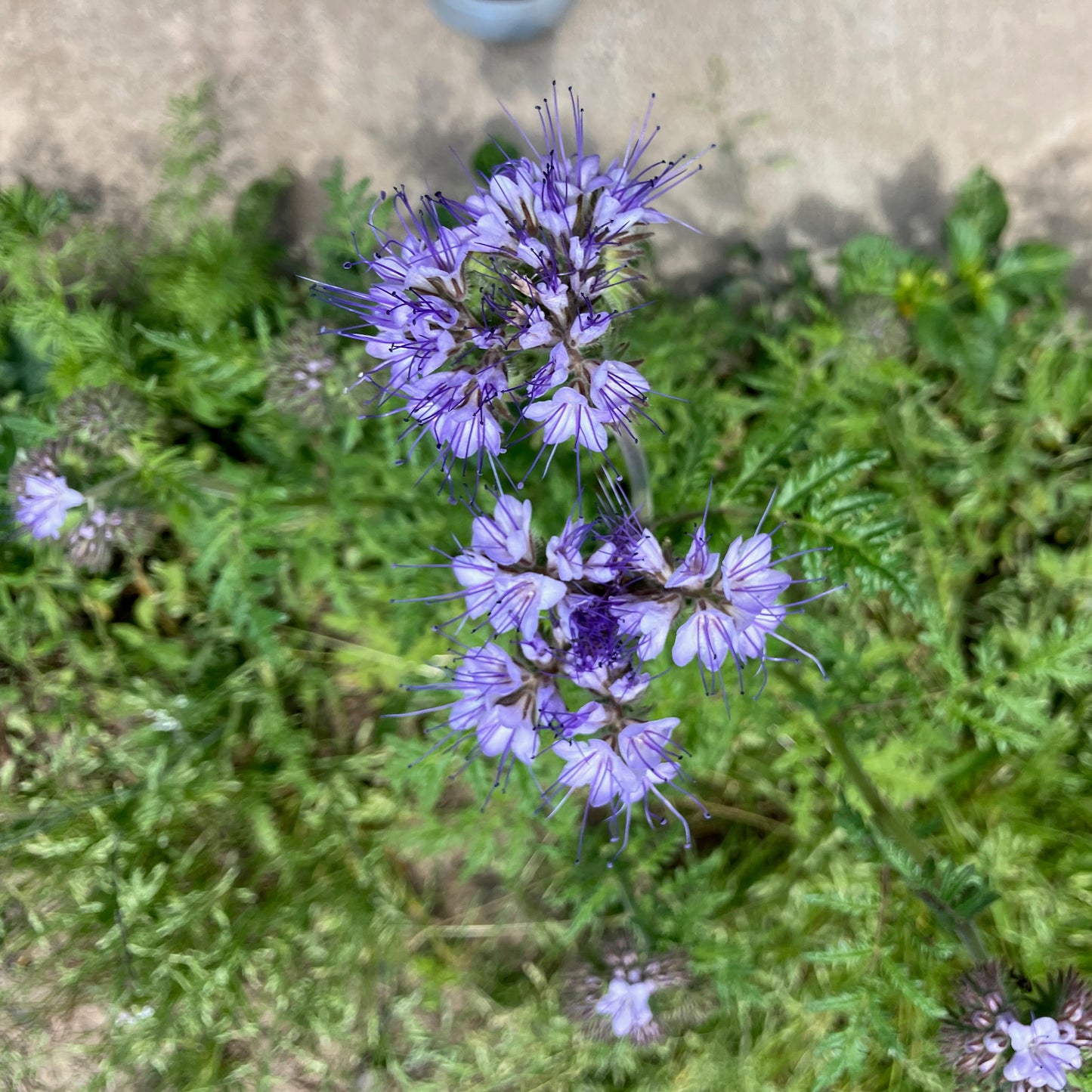 Phacelia - Phacelia