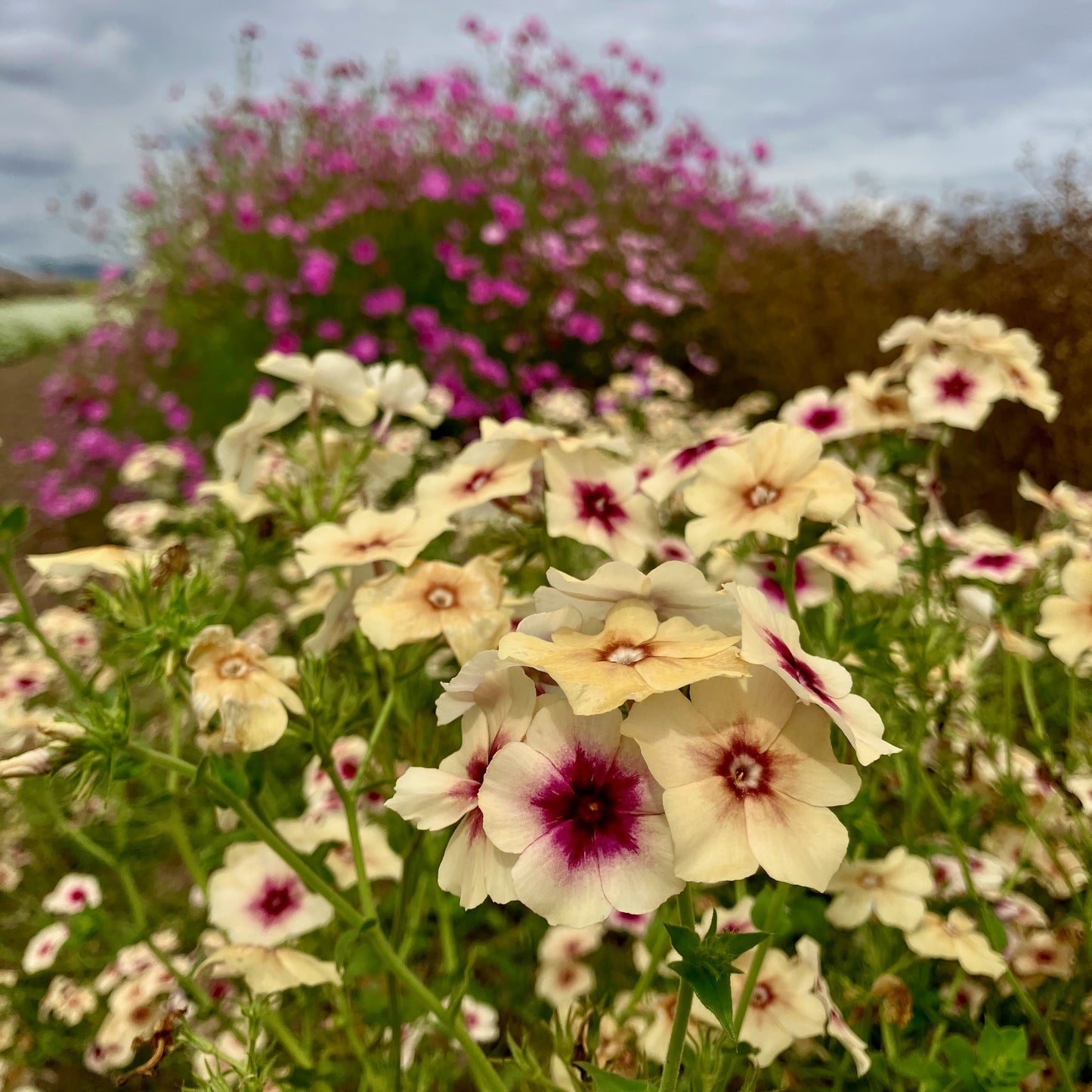 Phlox - Cherry Caramel