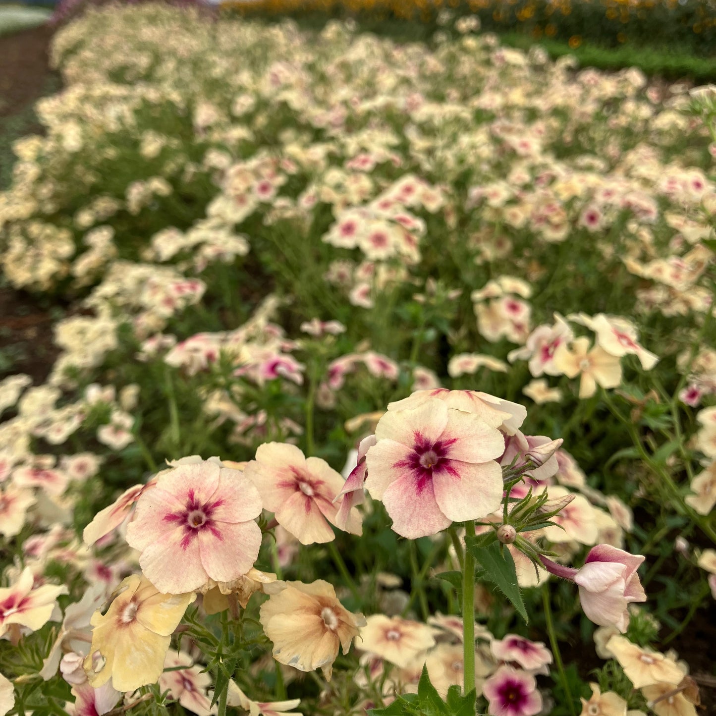 Phlox - Cherry Caramel