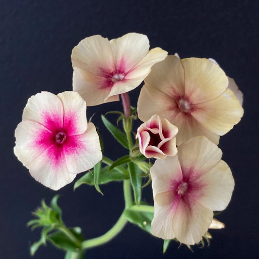 Phlox - Cherry Caramel