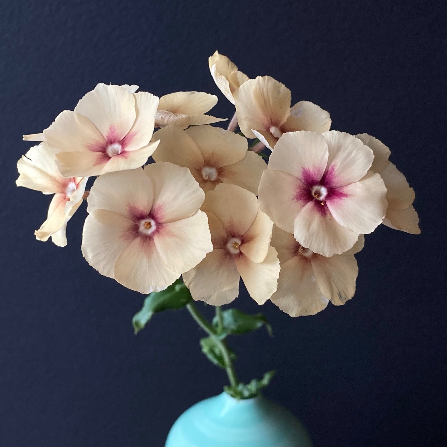 Phlox - Cherry Caramel