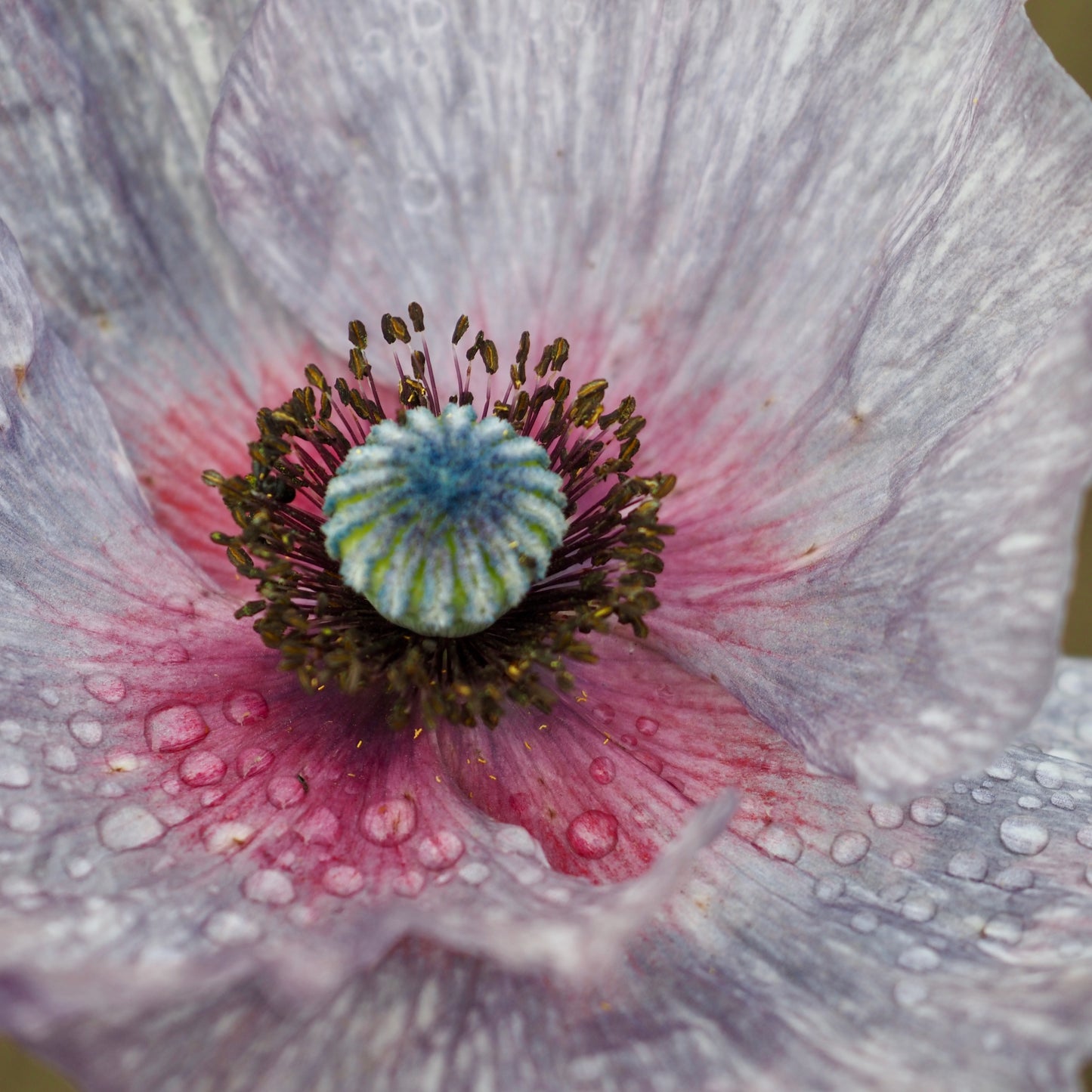 Poppy ⁃ Organic Seed - Amazing Grey