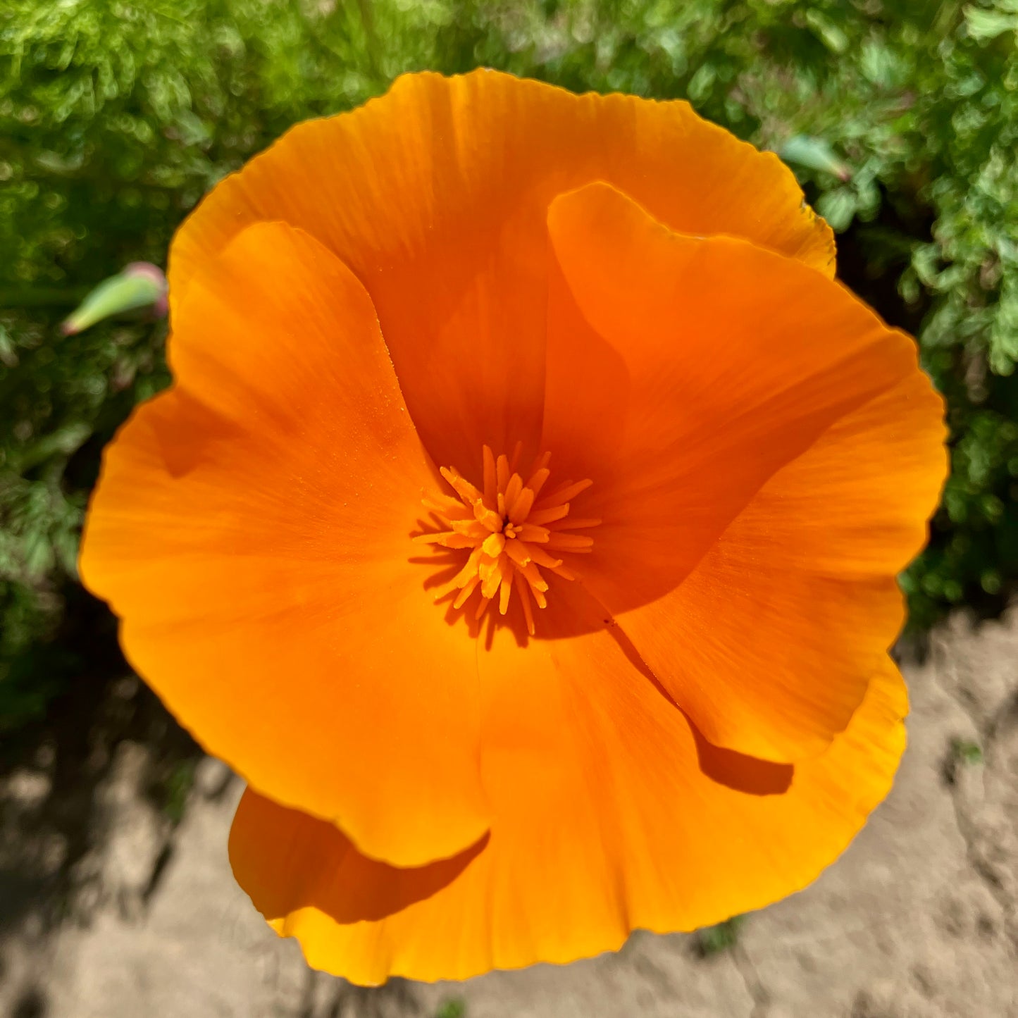 Poppy - CA Orange