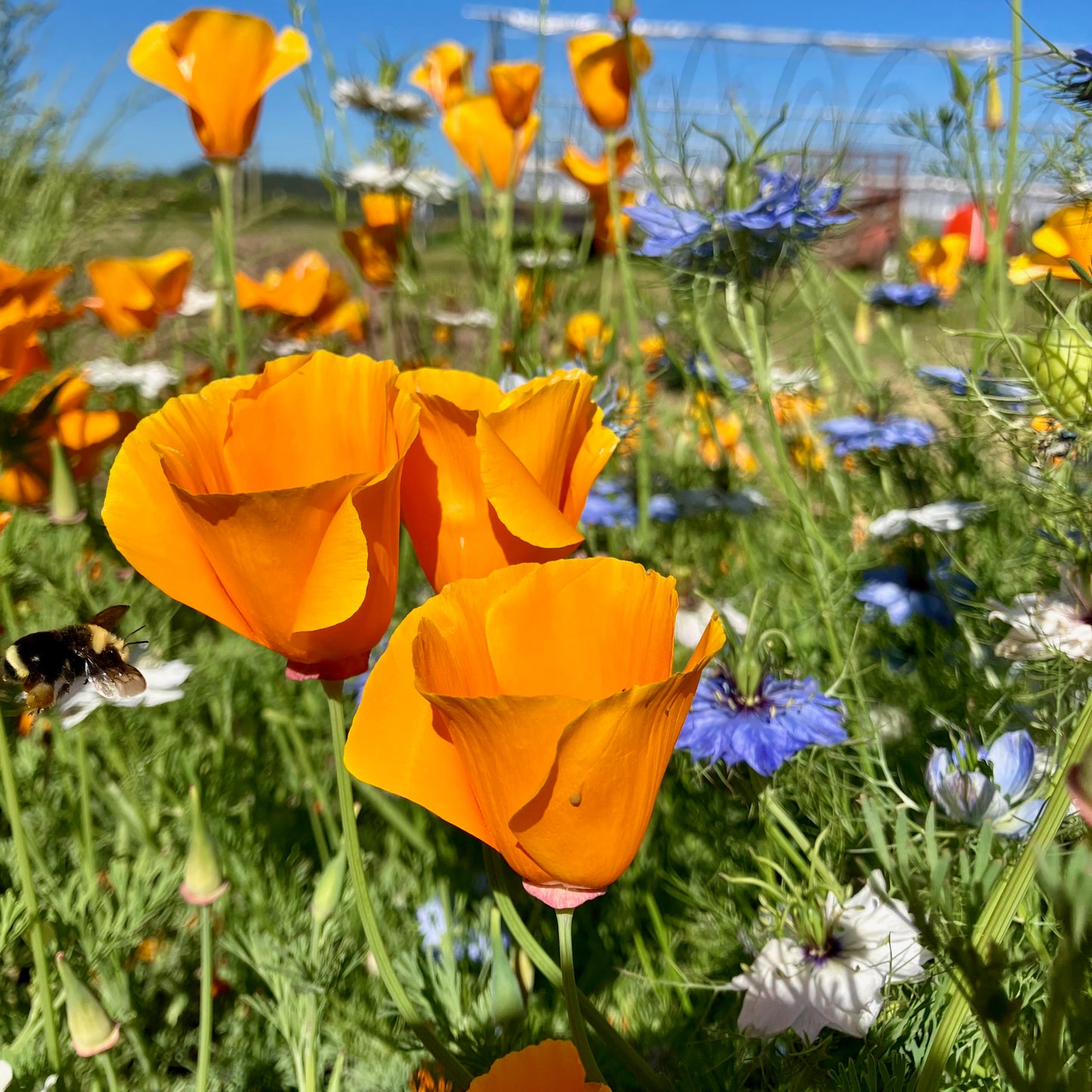 Poppy - CA Orange