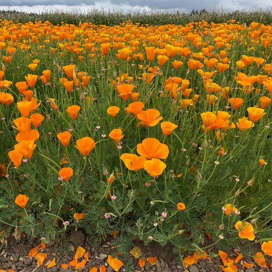 Poppy - CA Orange