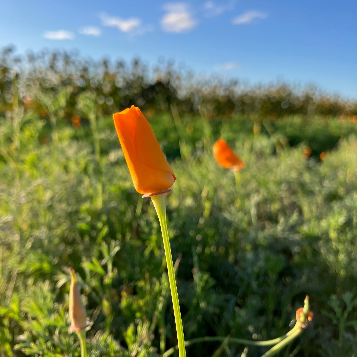 Poppy - CA Orange