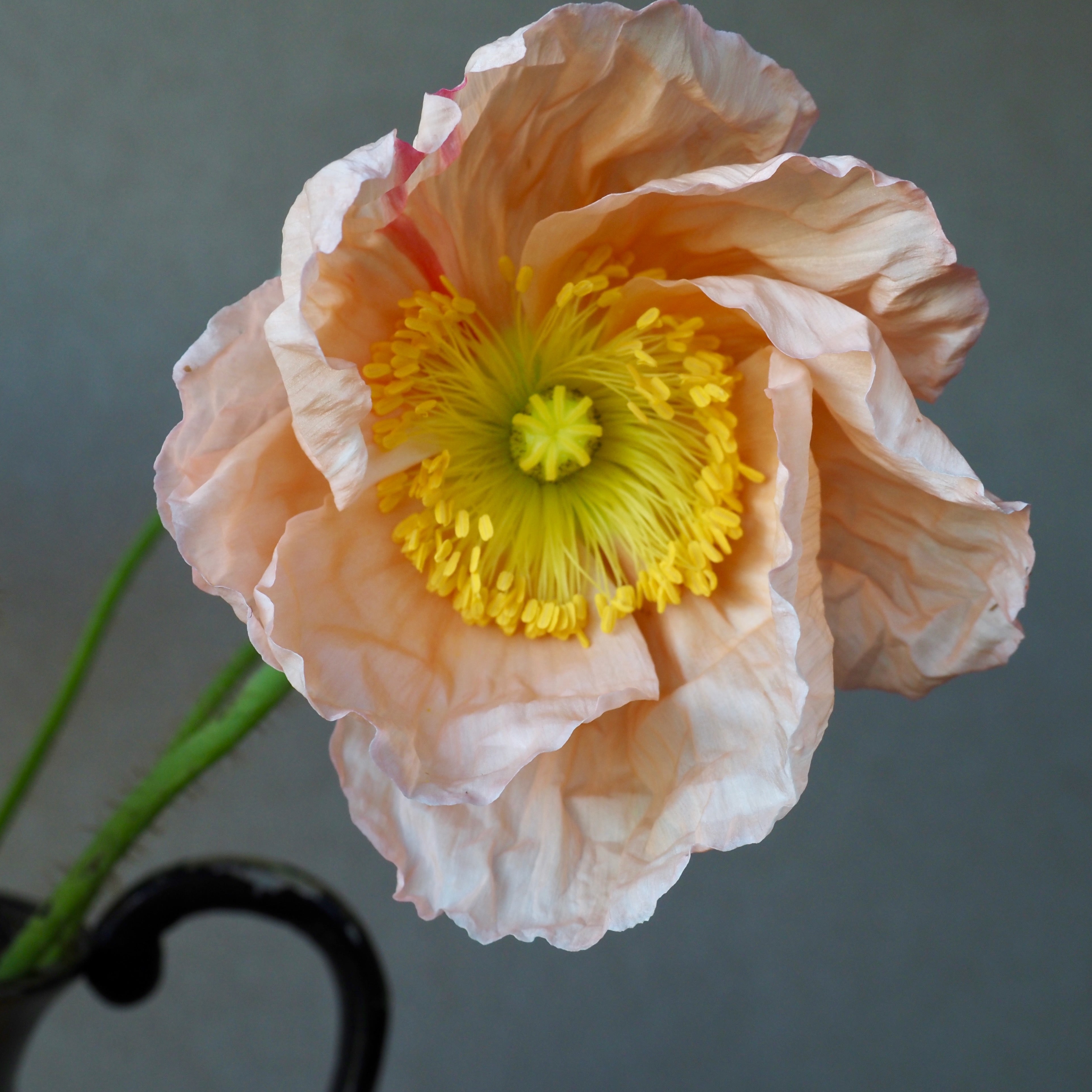 Poppy, Icelandic ⁃ Organic Seed - Meadow Mix – Summertime Seed Co.