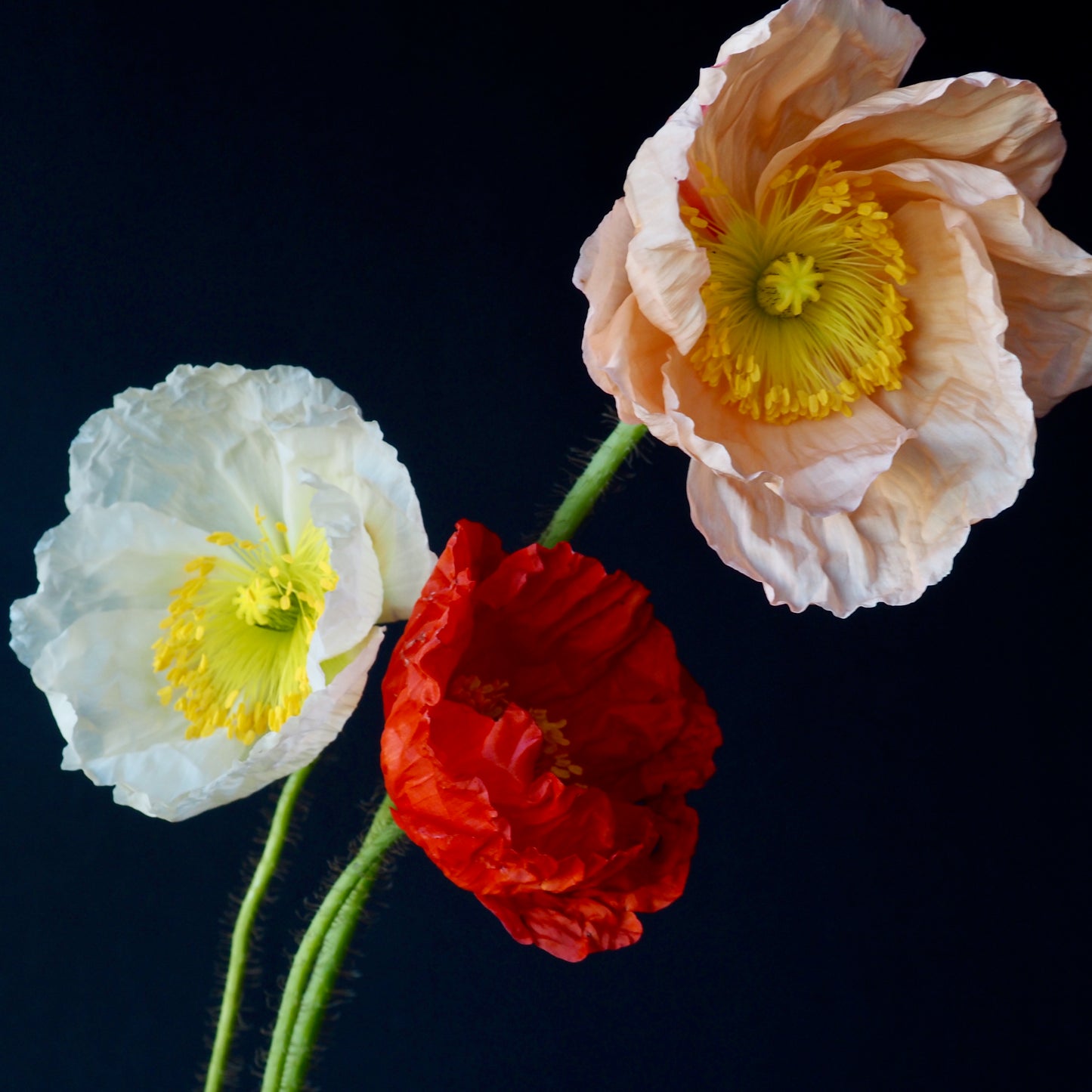 Poppy, Icelandic ⁃ Organic Seed - Meadow Mix