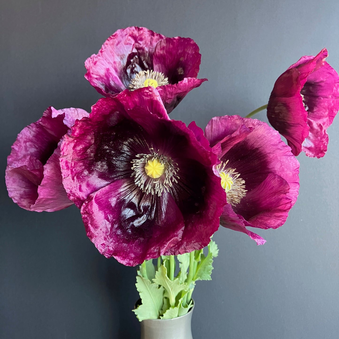 Poppy - Lauren's Grape