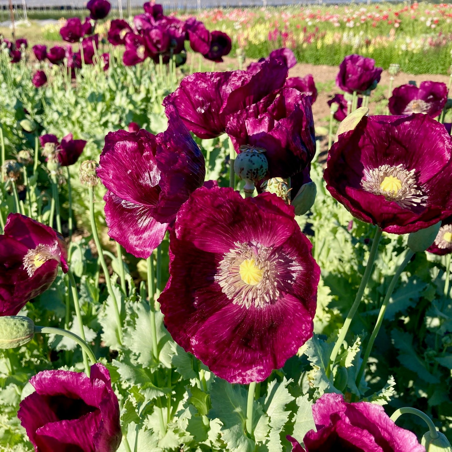 Poppy - Lauren's Grape