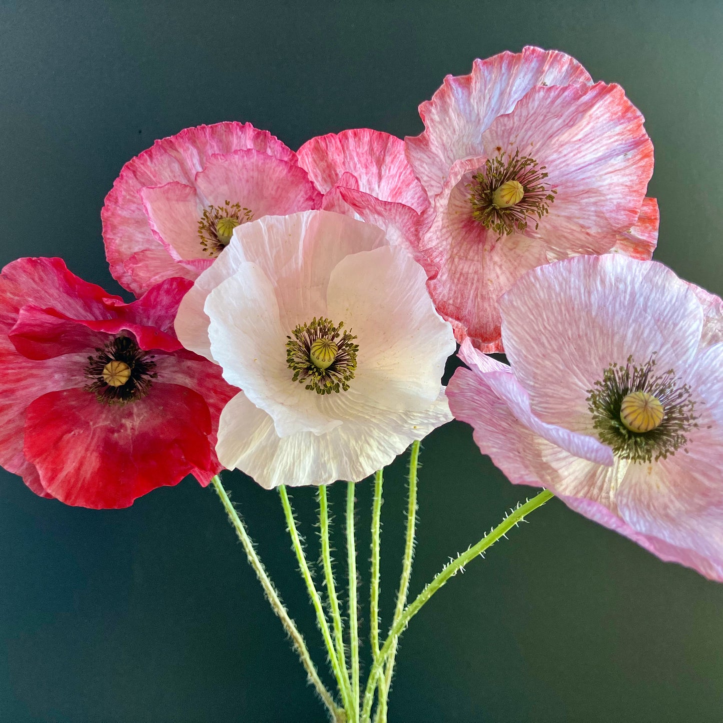 Poppy - Mother of Pearl