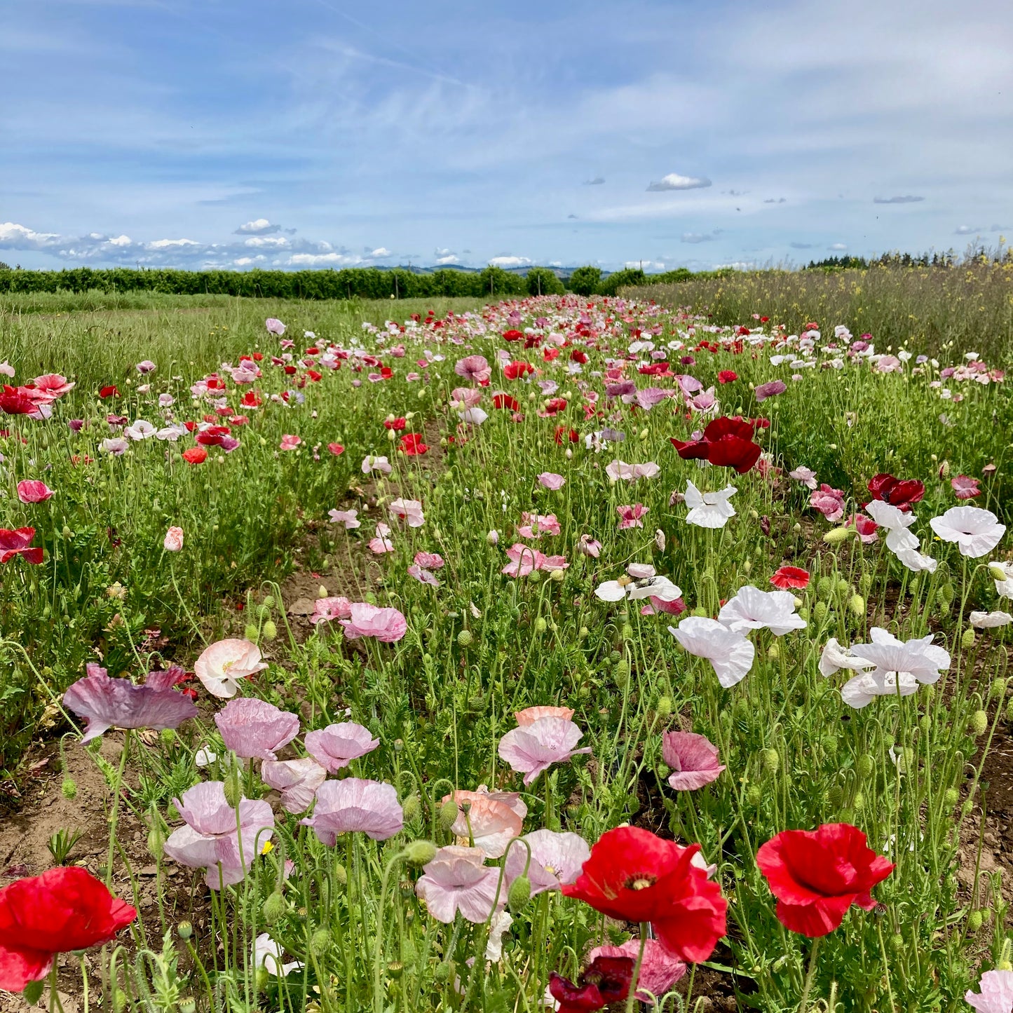 Poppy - Mother of Pearl