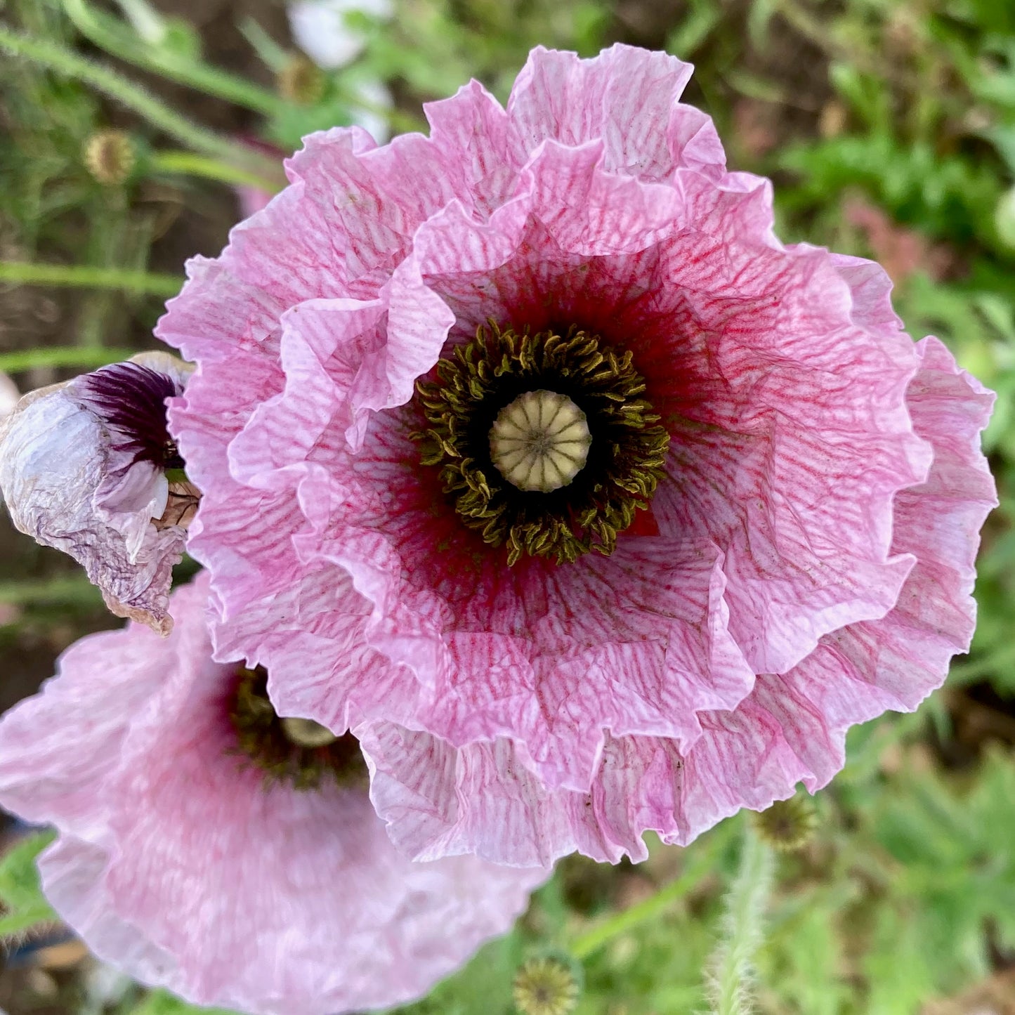 Poppy - Mother of Pearl