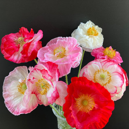 Poppy - Supreme