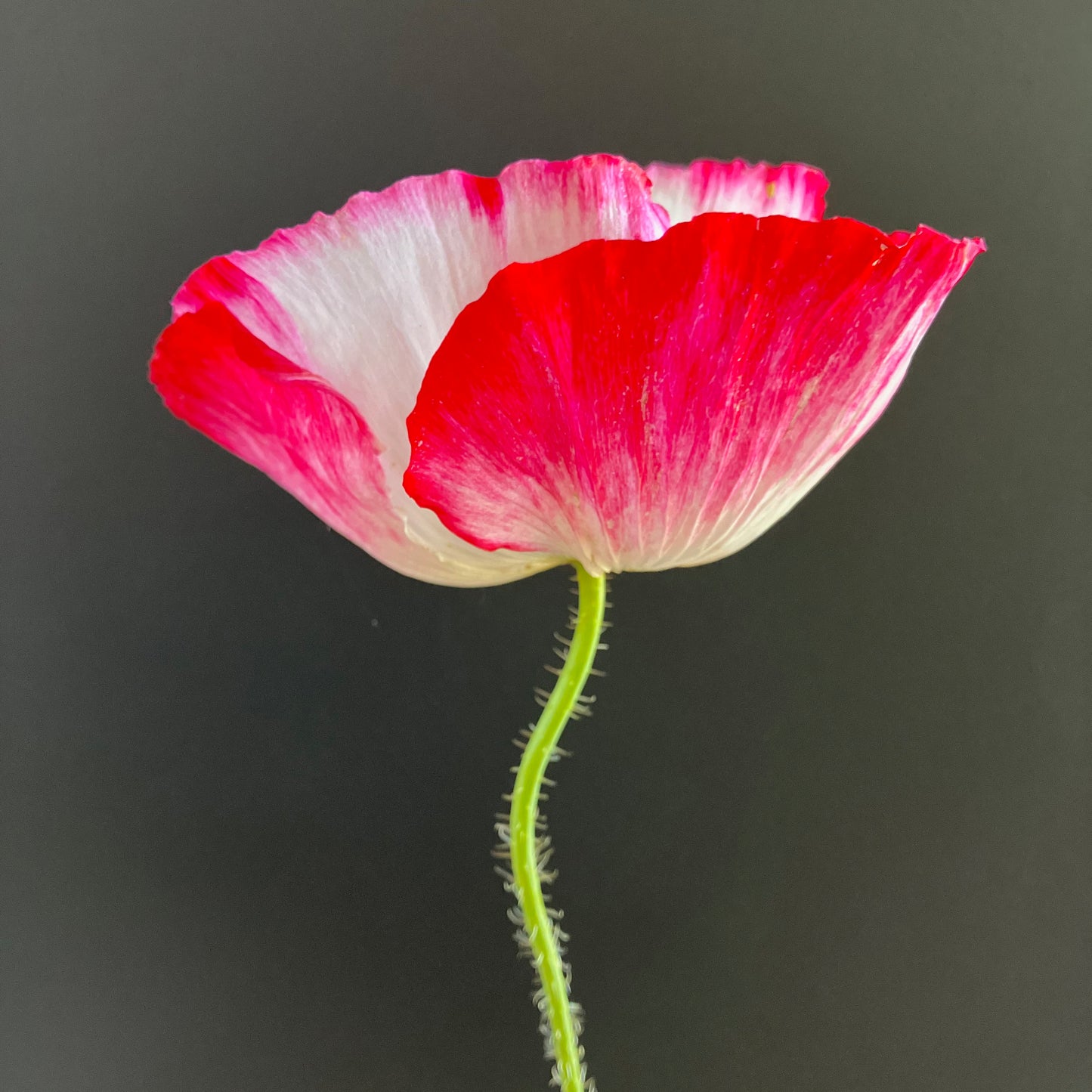 Poppy - Supreme