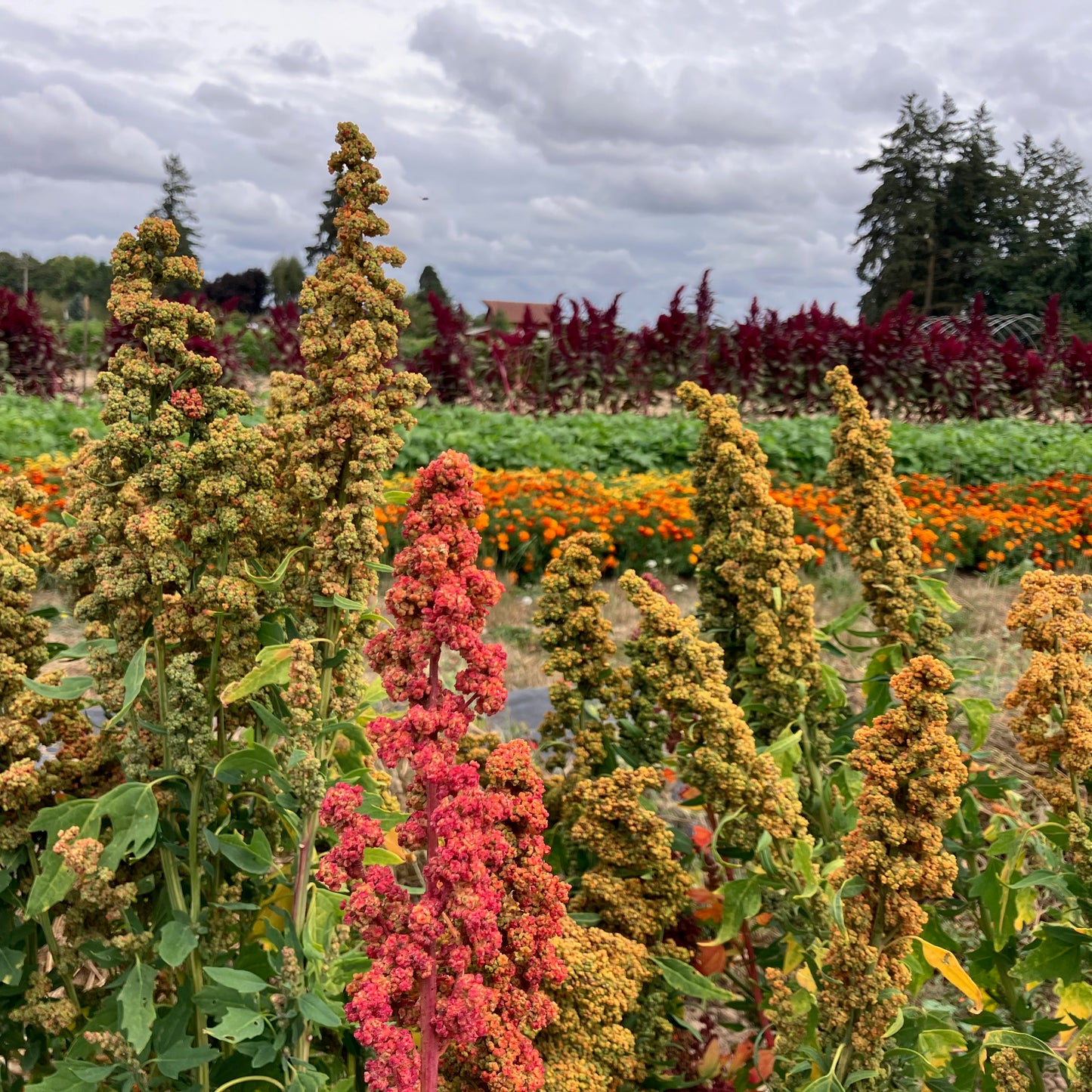 Quinoa - Brightest Rainbow