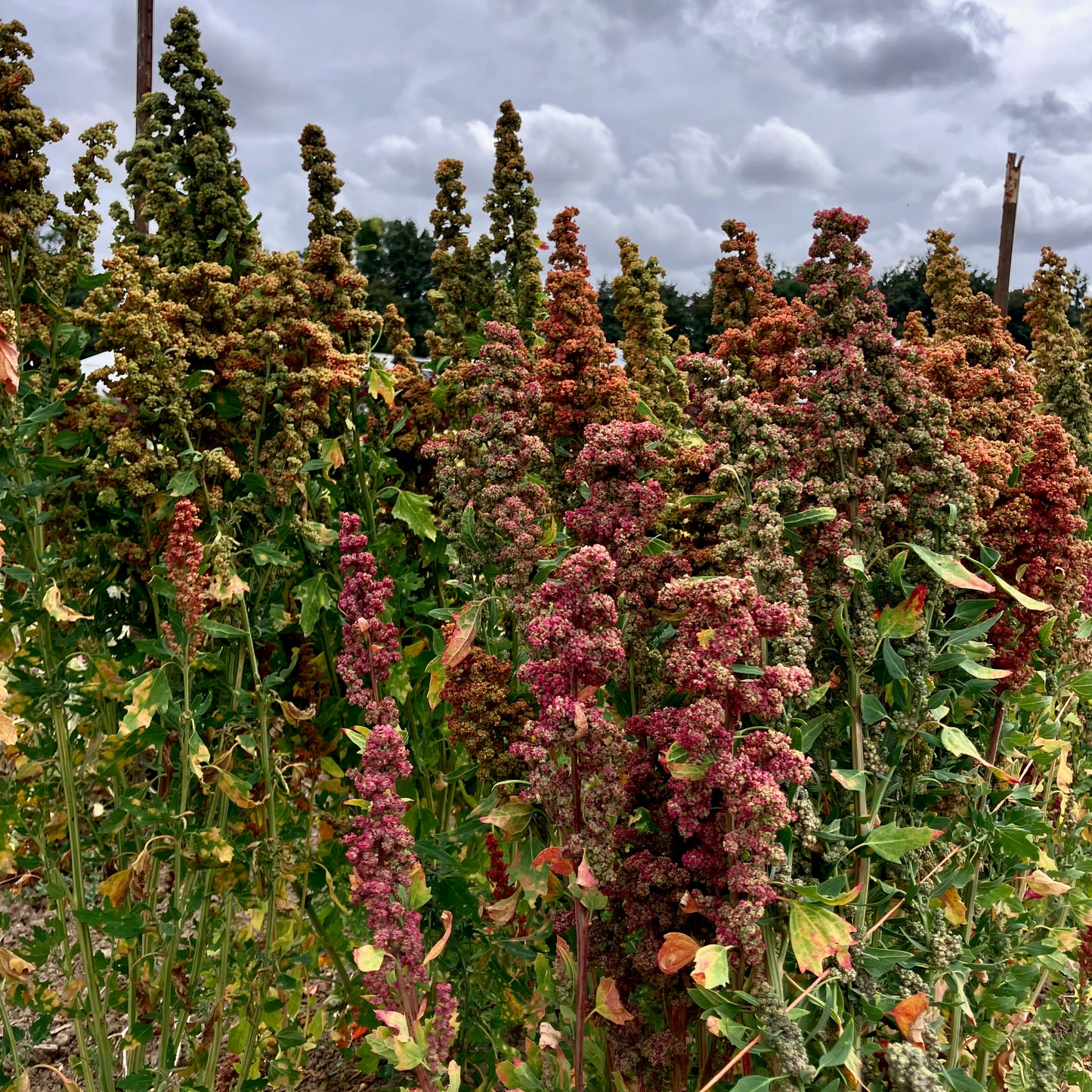 Quinoa - Brightest Rainbow