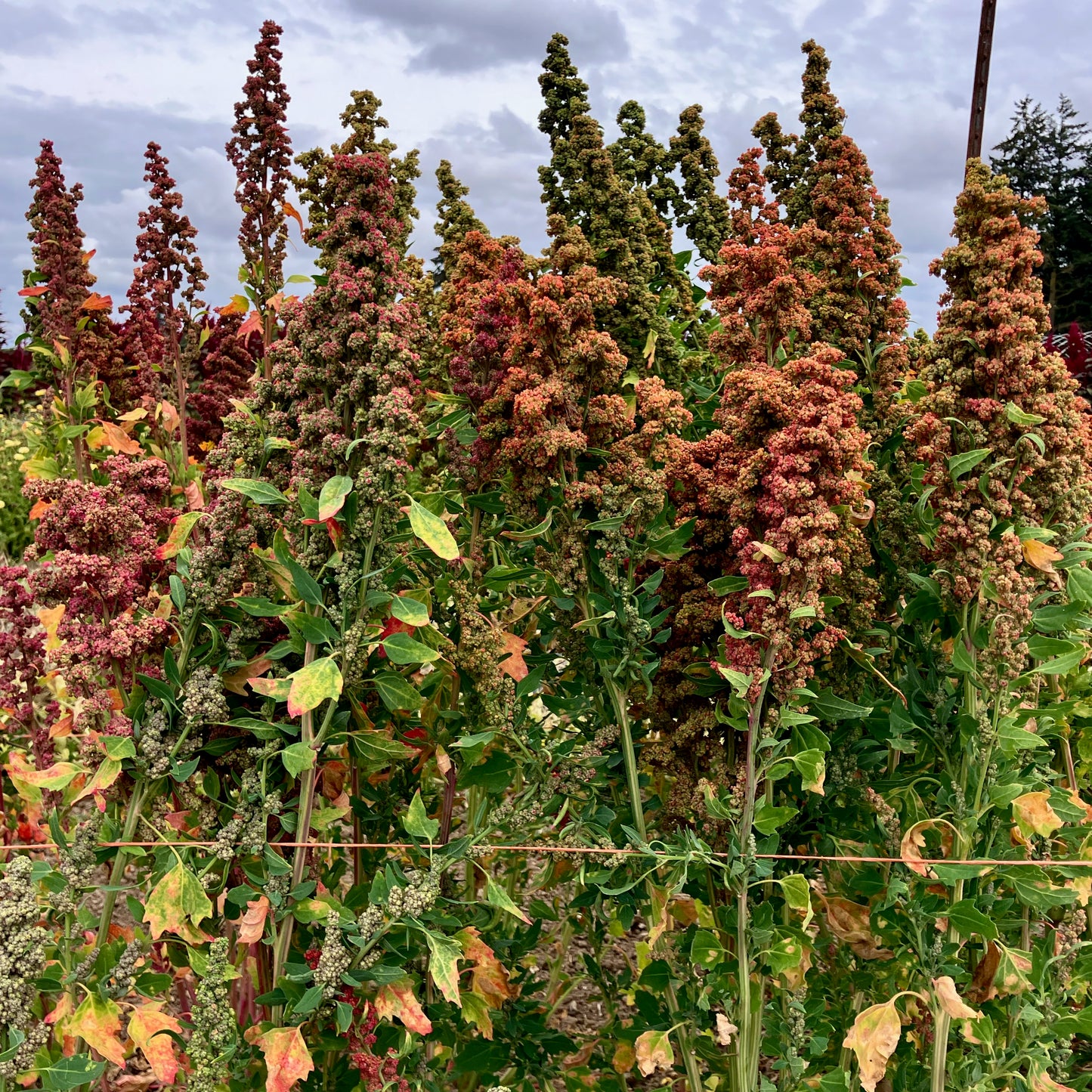 Quinoa - Brightest Rainbow