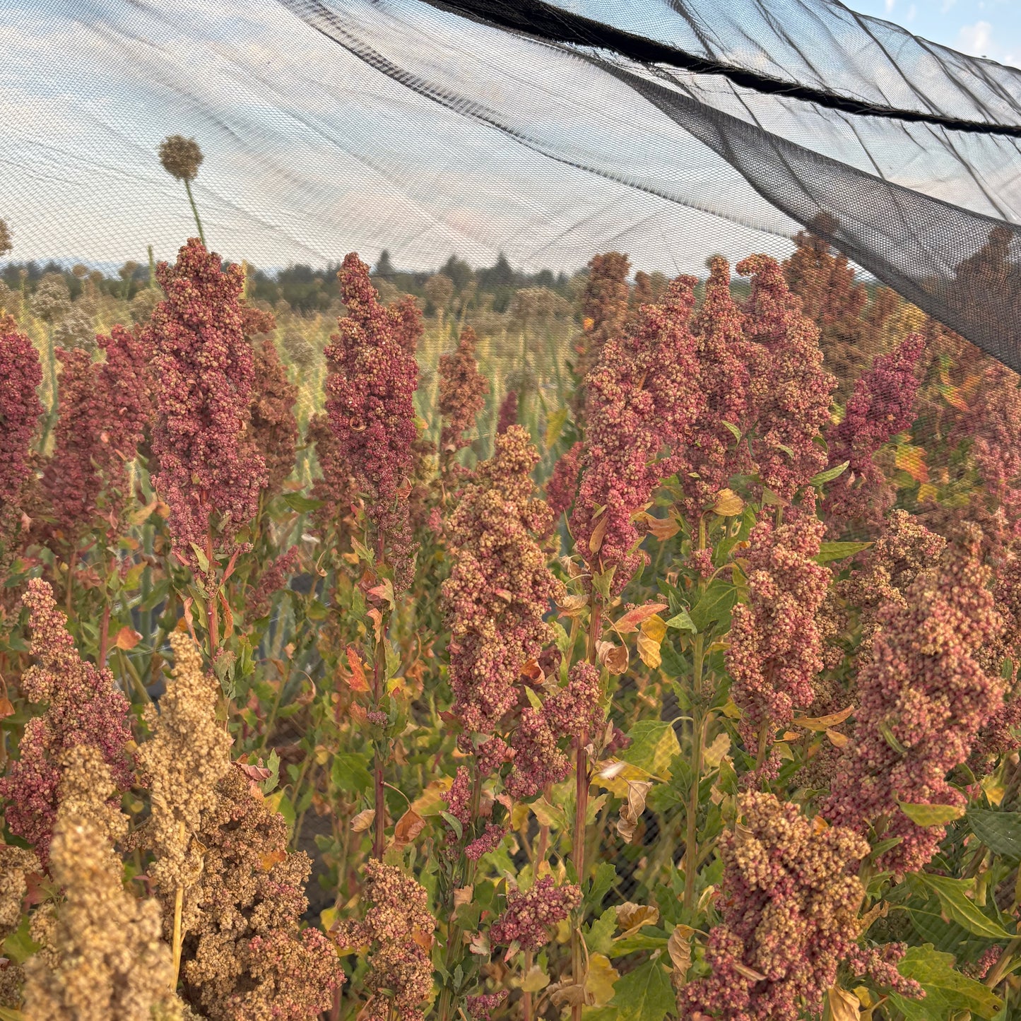 Quinoa ⁃ Organic Seed - Cherry Vanilla