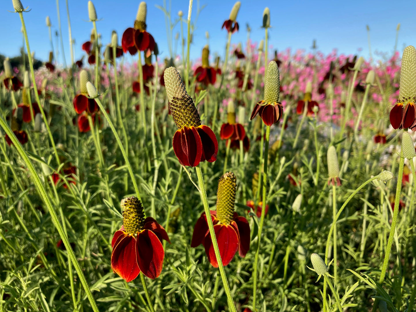 Ratibida - Mexican Hat