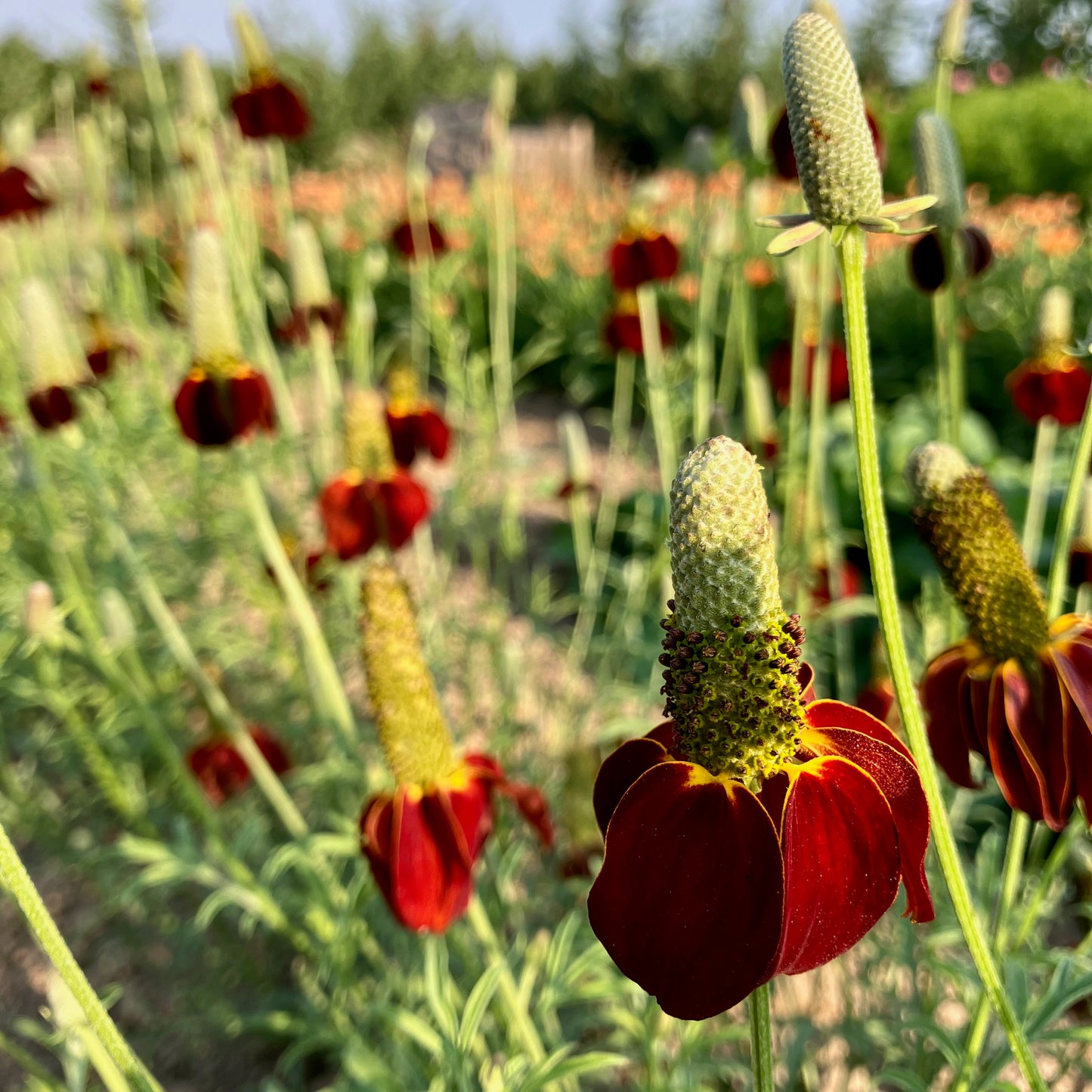 Ratibida - Mexican Hat