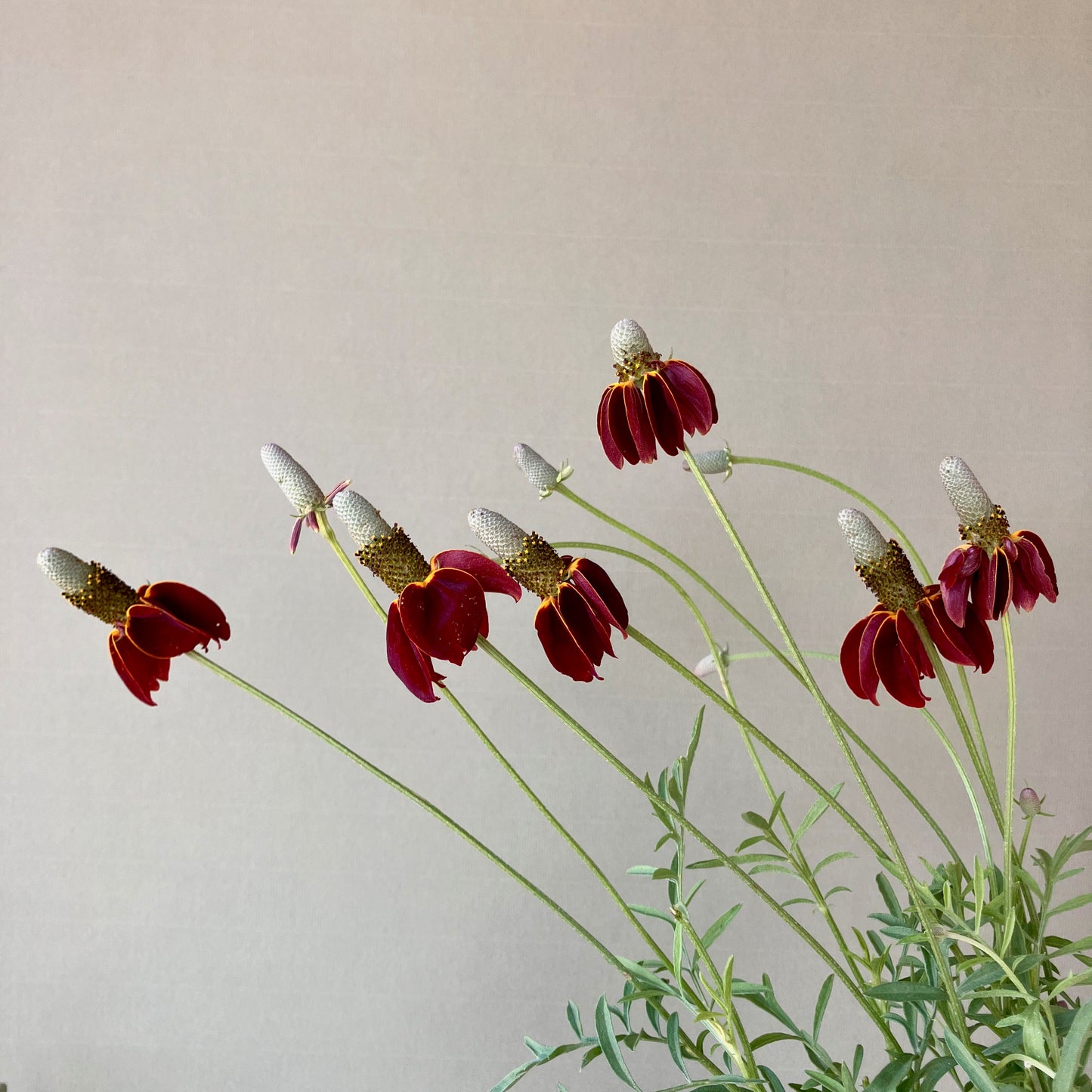 Ratibida - Mexican Hat