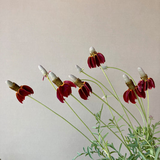 Ratibida - Mexican Hat