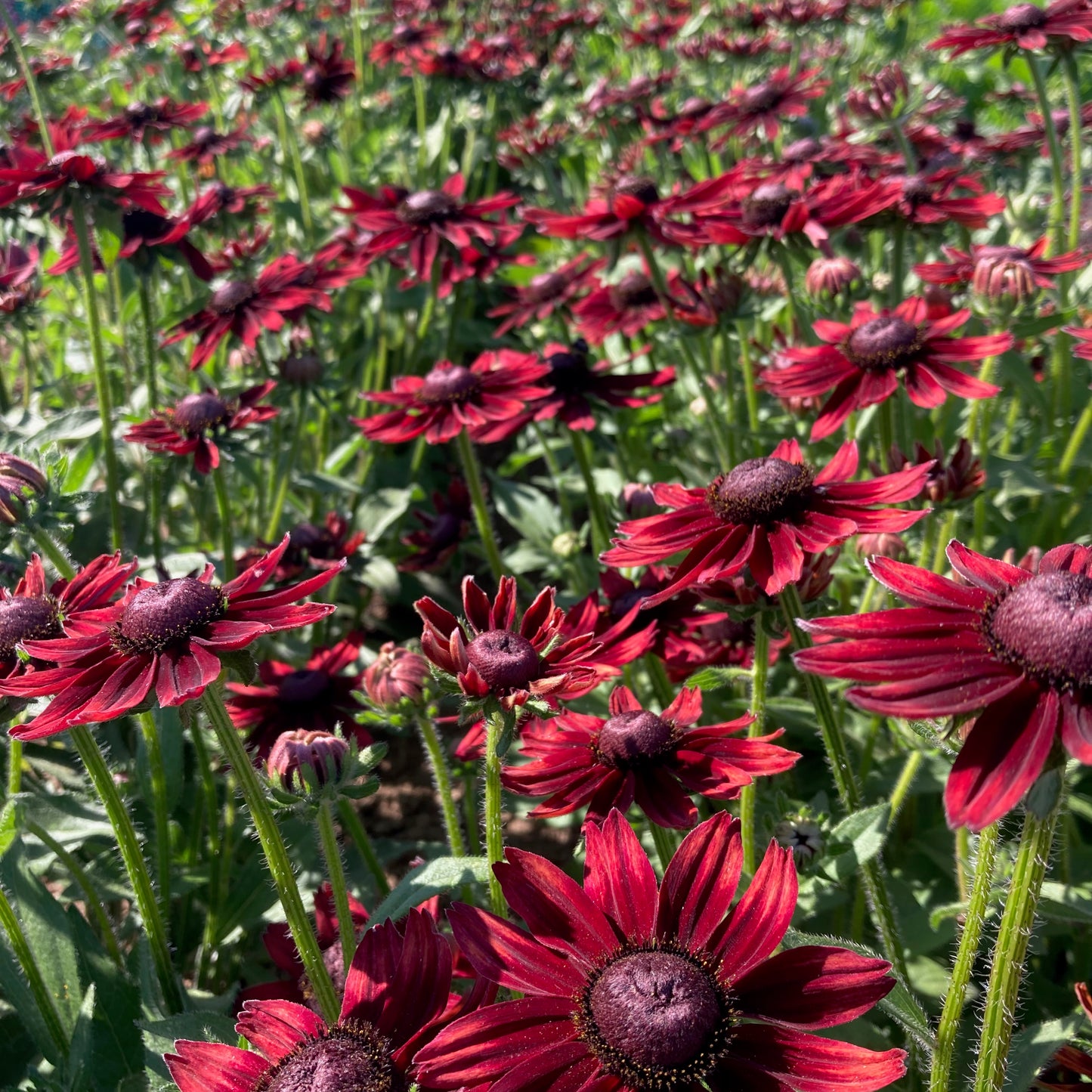 Rudbeckia - Cherry Brandy