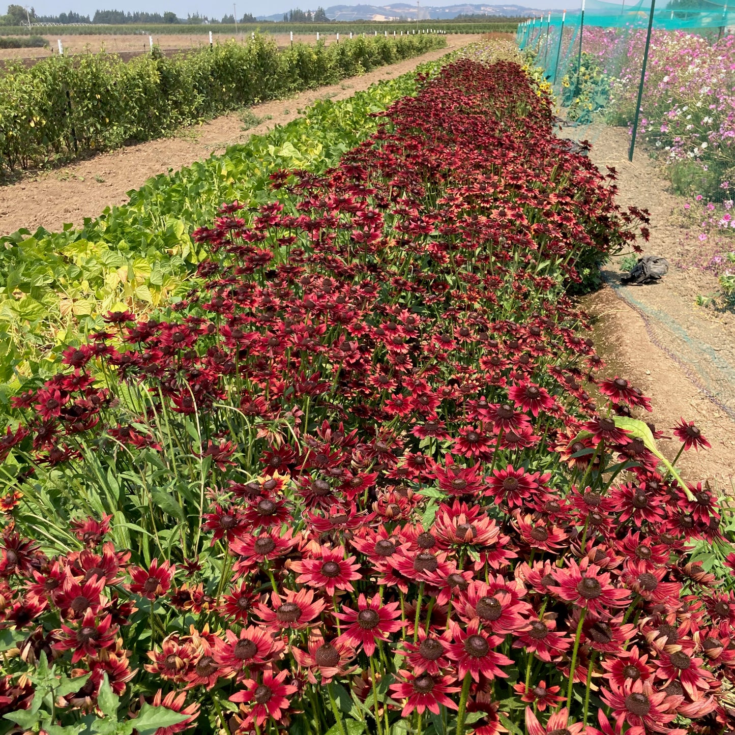 Rudbeckia - Cherry Brandy