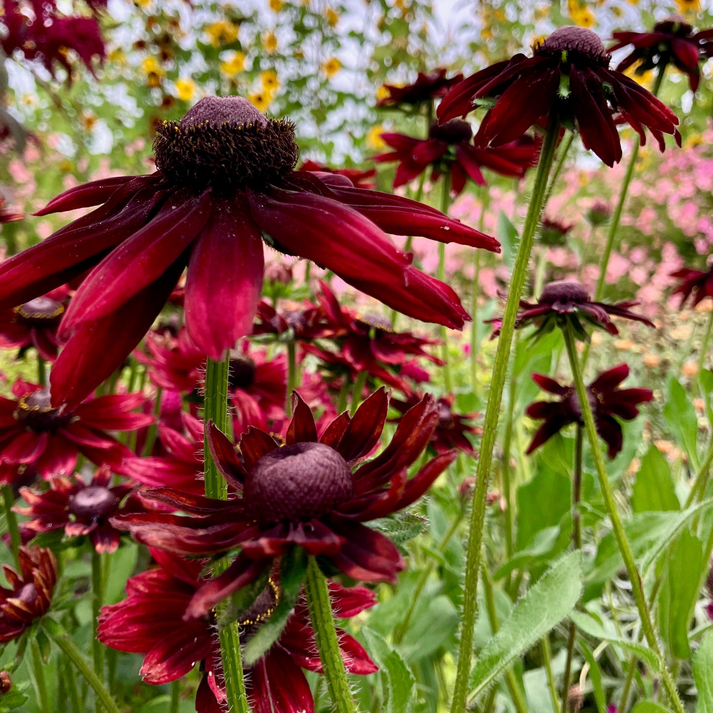 Rudbeckia - Cherry Brandy