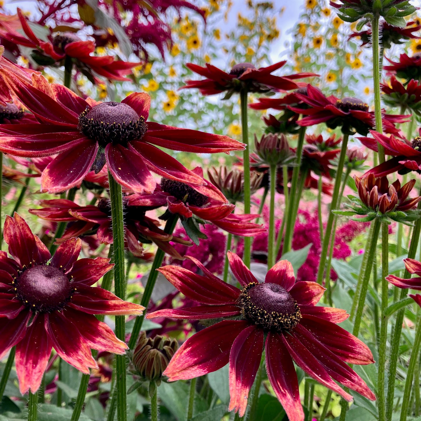 Rudbeckia - Cherry Brandy