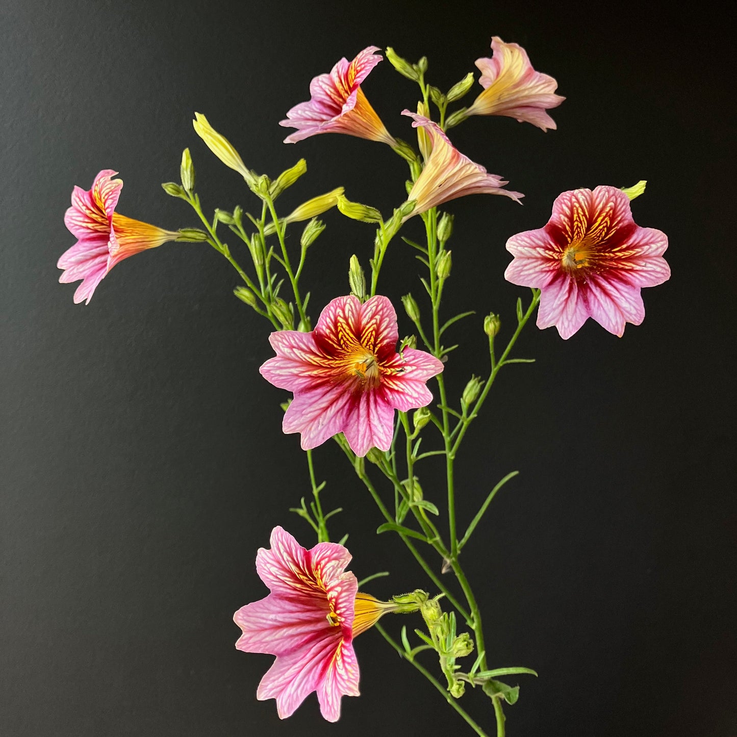 Salpiglossis - Painted Tongue
