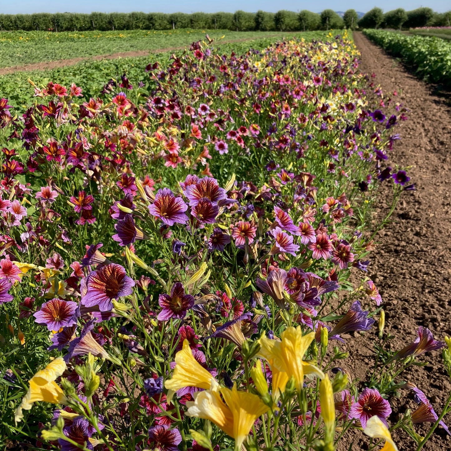 Salpiglossis - Painted Tongue