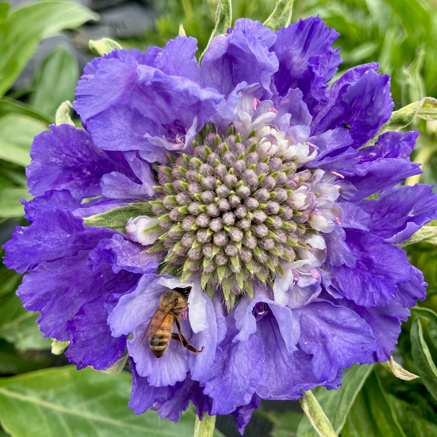 Scabiosa - Fama Blue