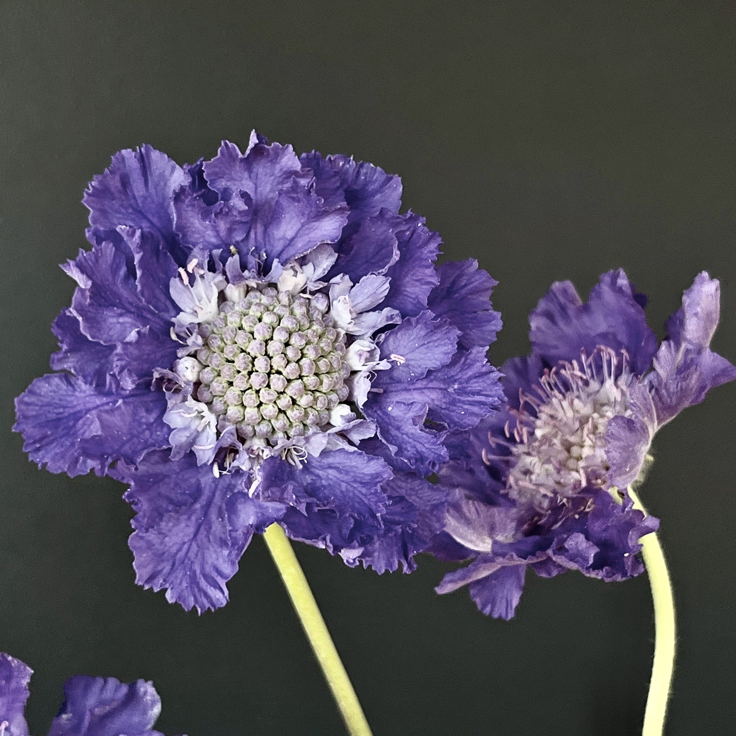 Scabiosa - Fama Blue