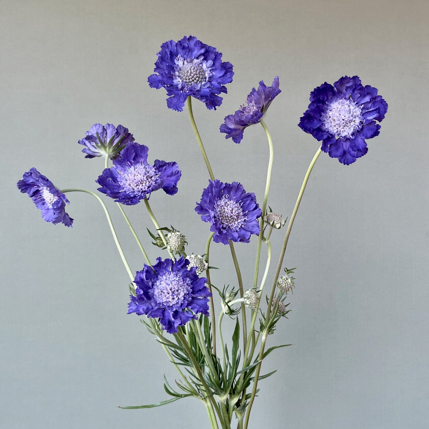 Scabiosa - Fama Blue