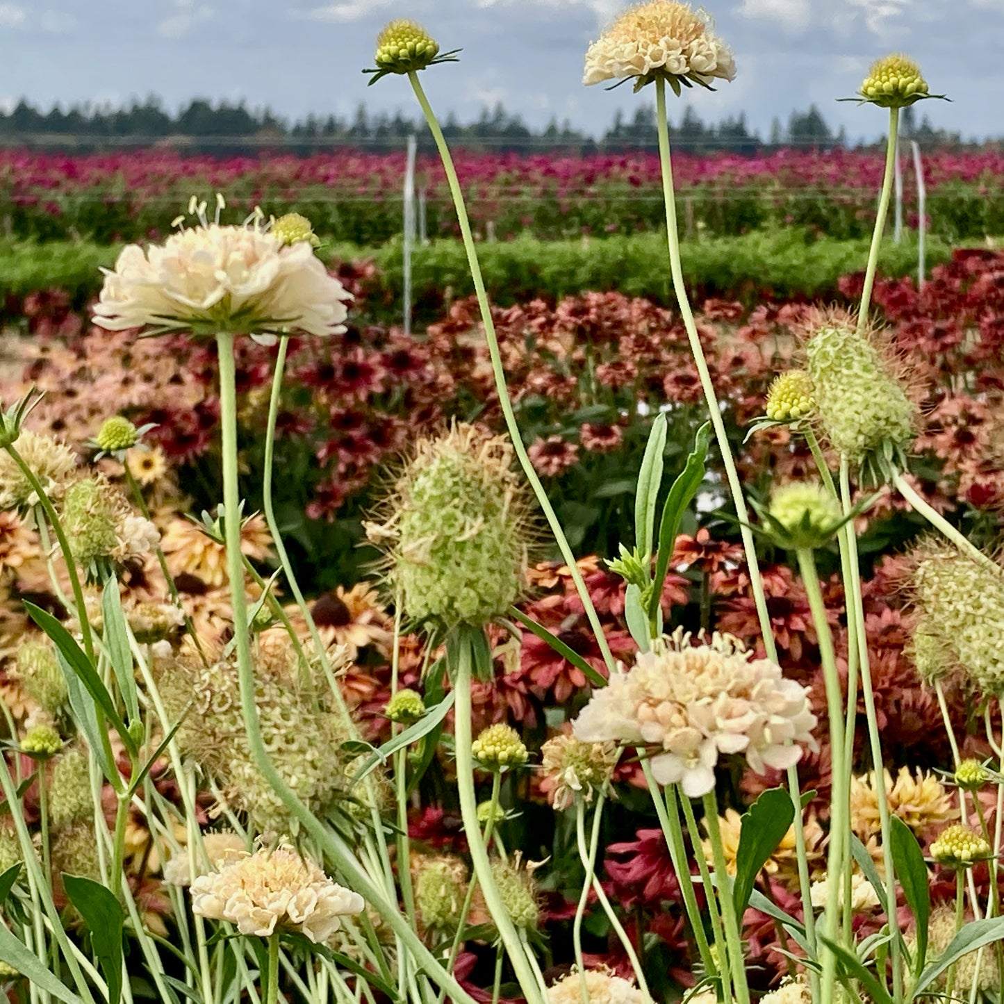 Scabiosa - Fata Morgana
